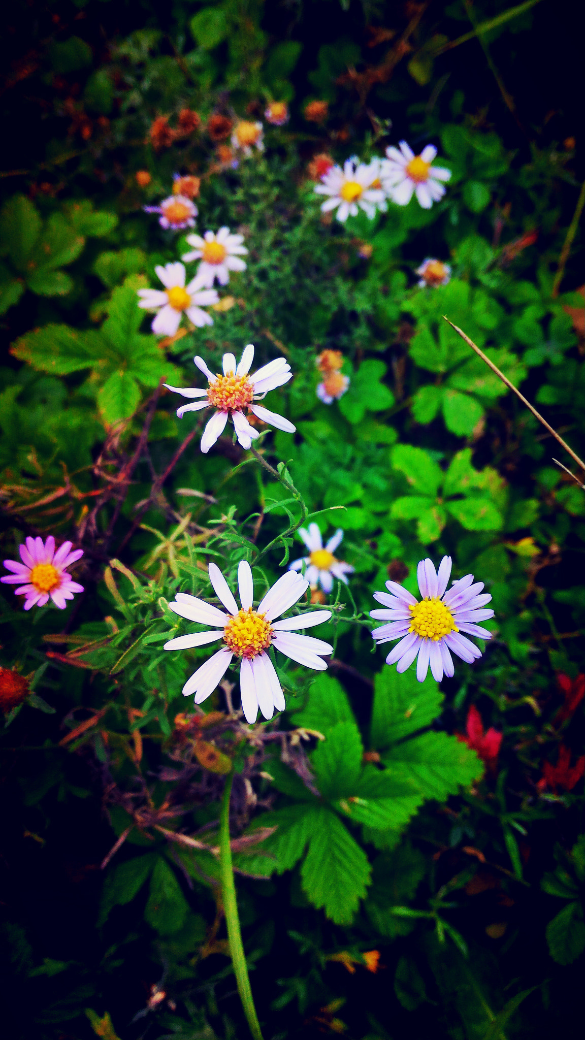 ASUS Z00ADB sample photo. 野菊花 photography