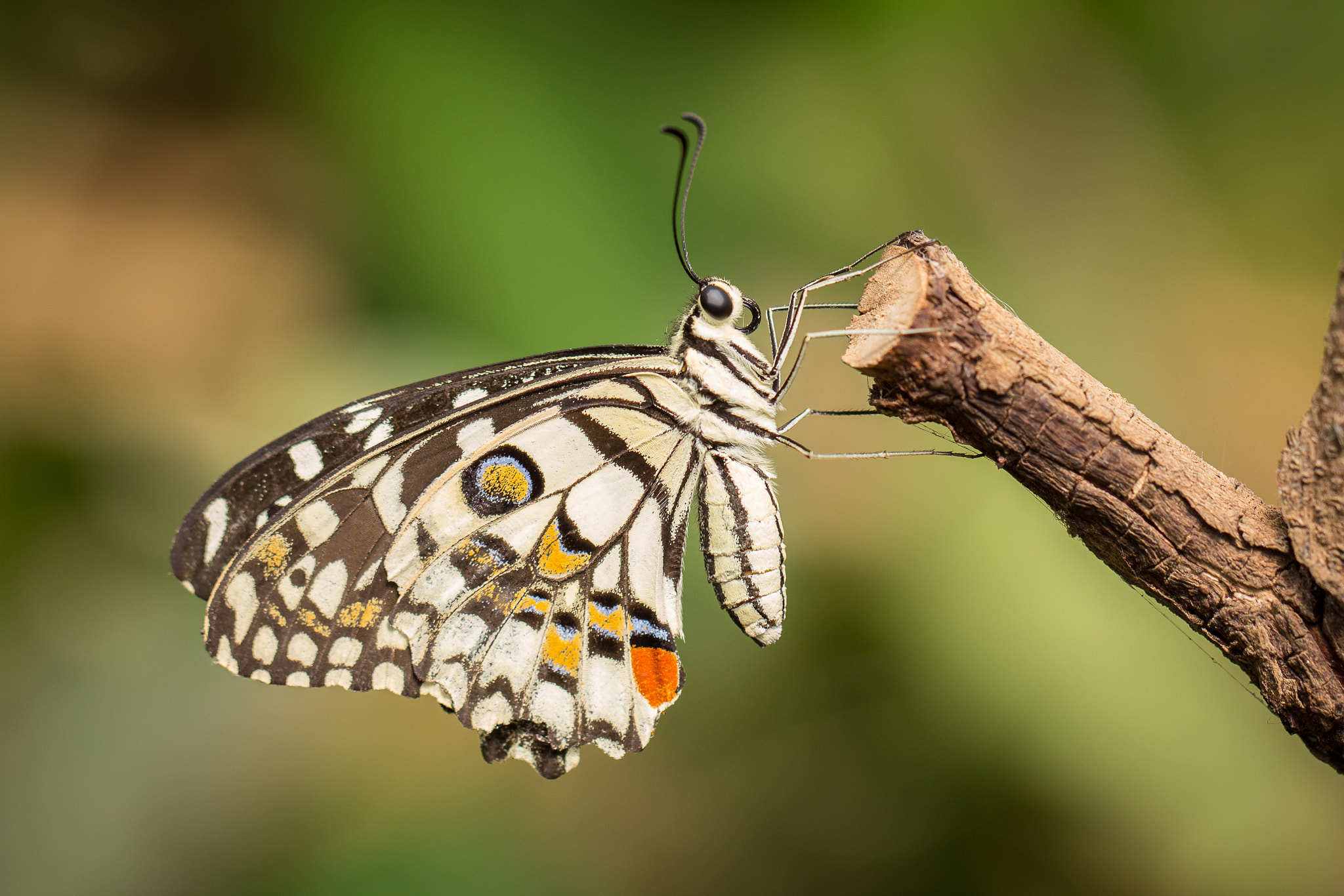 Canon EOS 60D + Canon EF 100mm F2.8L Macro IS USM sample photo. Lime butterfly photography