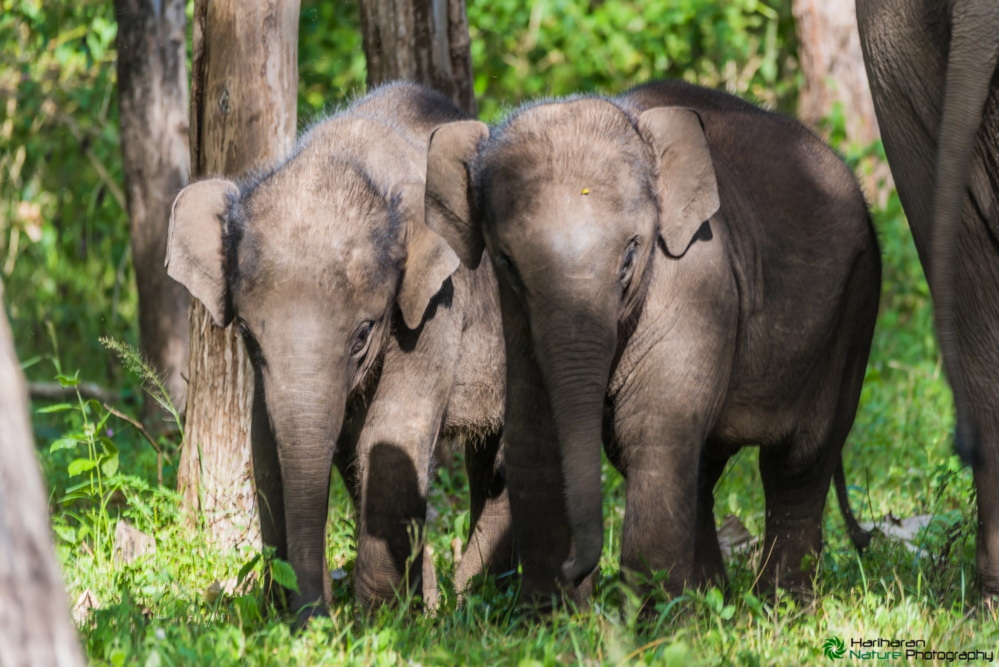 Sigma 150-500mm F5-6.3 DG OS HSM sample photo. Rare twin asian elephant babies photography