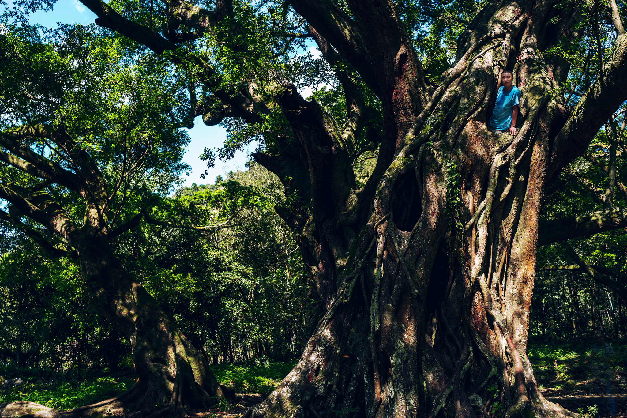 Sony a7 + Sony Distagon T* FE 35mm F1.4 ZA sample photo. 千年榕树 photography