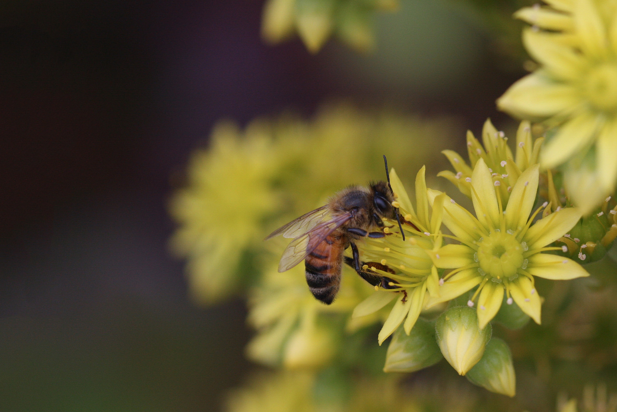 Canon EOS 40D sample photo. Macro photography