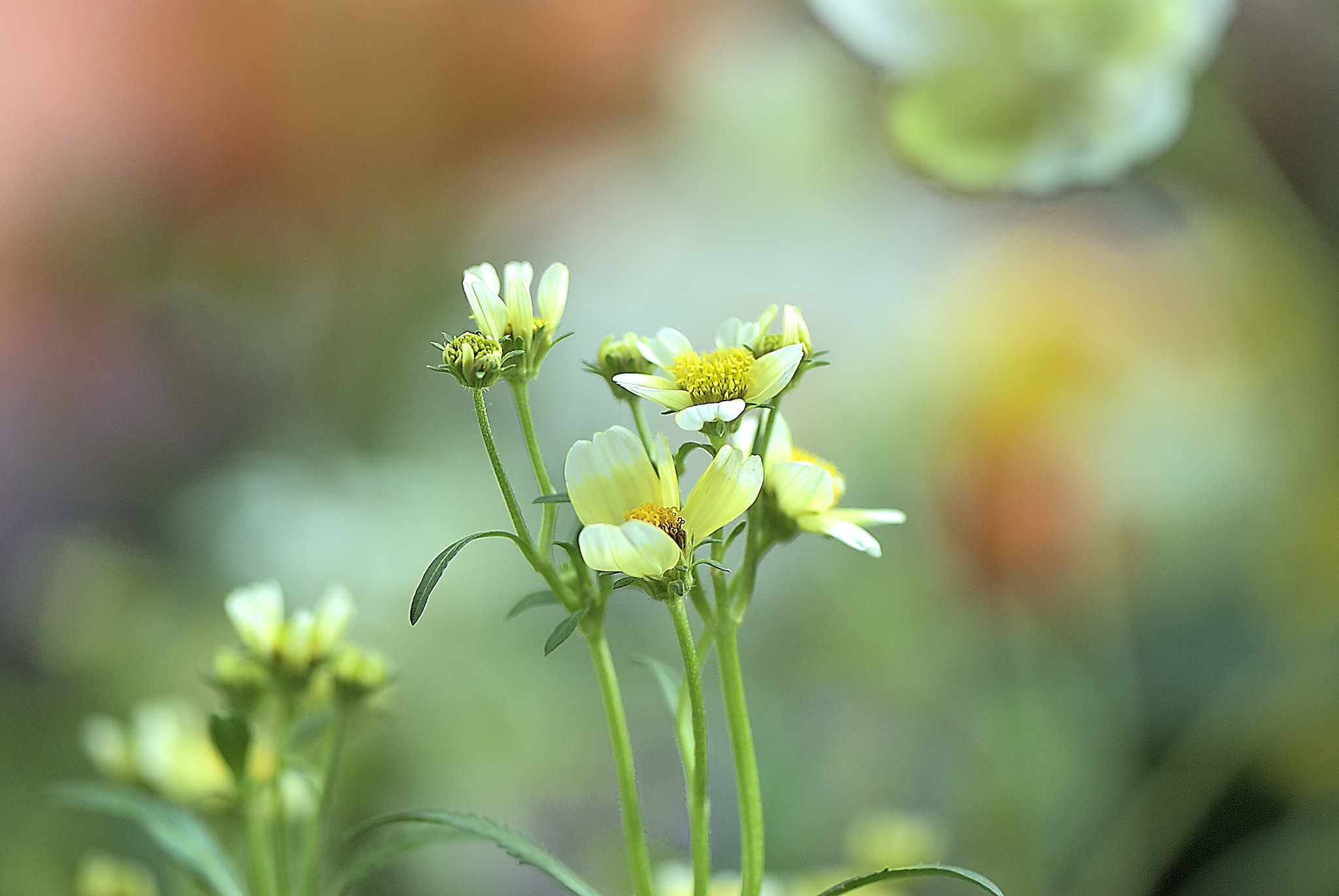 Nikon D200 sample photo. Simple goodness of the flowers blooming in the fie photography