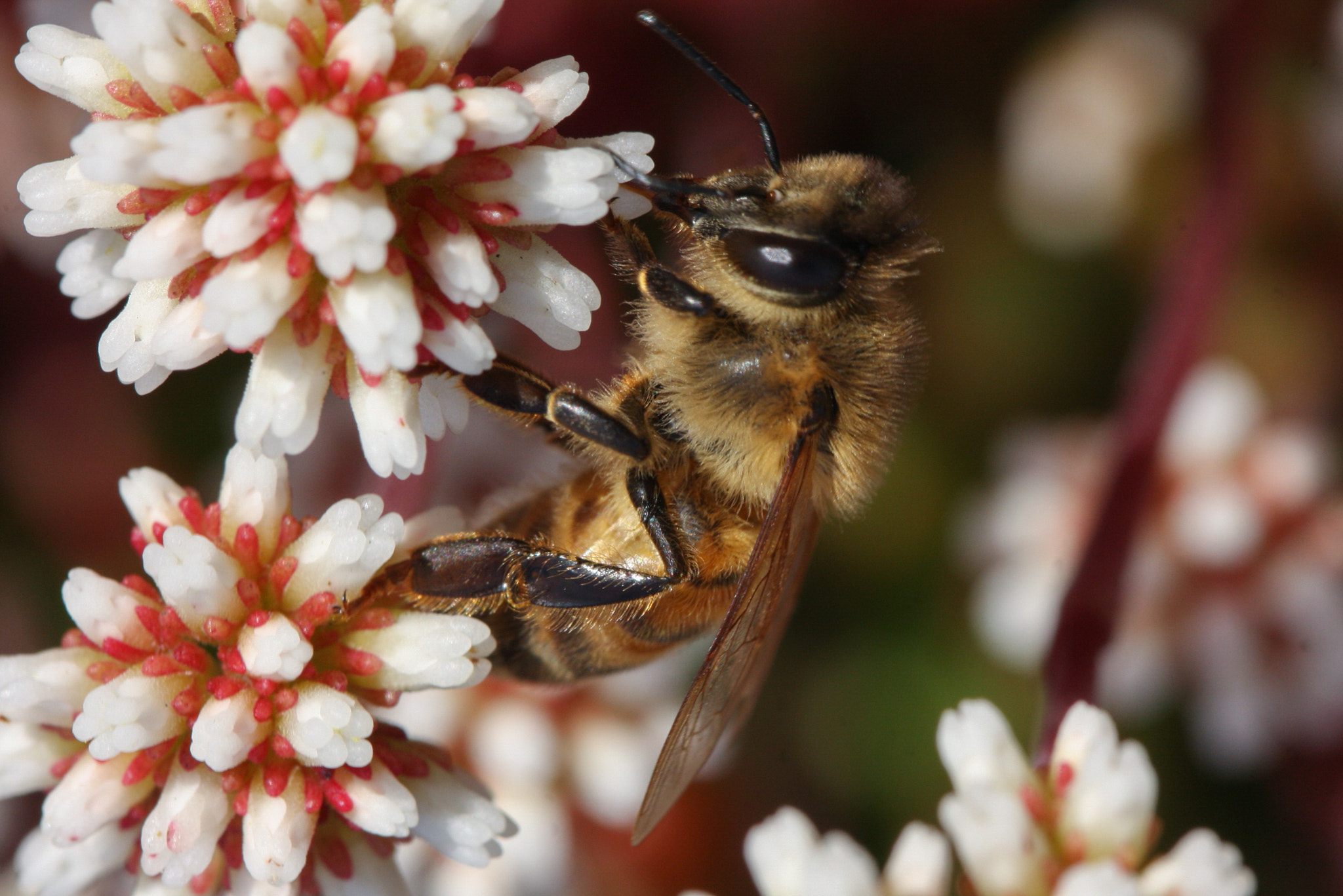 Canon EOS 40D sample photo. Macro photography