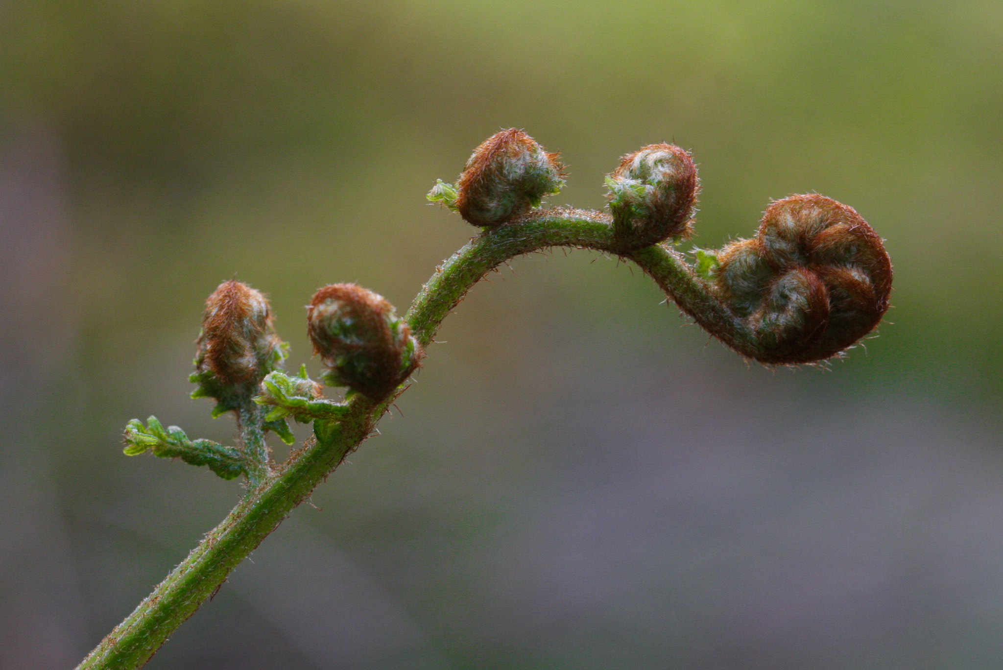 Canon EOS 40D sample photo. Macro photography