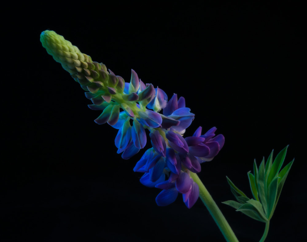 Nikon AF-S Micro-Nikkor 60mm F2.8G ED sample photo