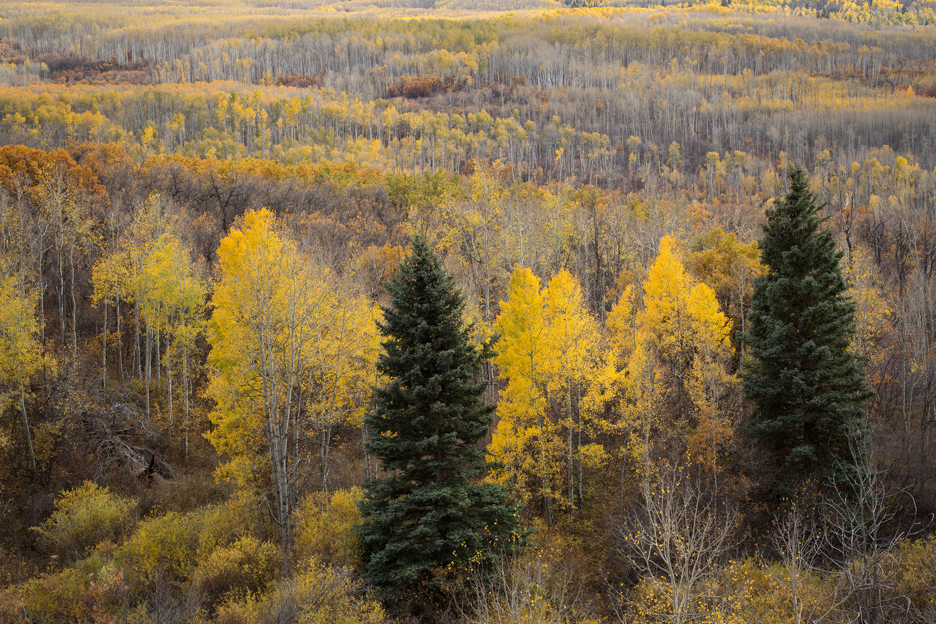 Canon EOS 5D Mark IV sample photo. Colorado photography