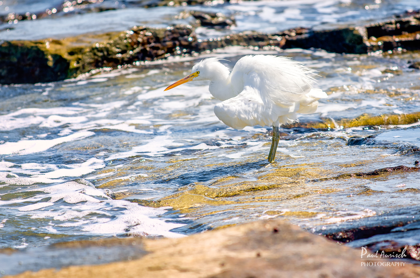 Nikon AF-S Nikkor 70-200mm F4G ED VR sample photo. Eastern great egret photography