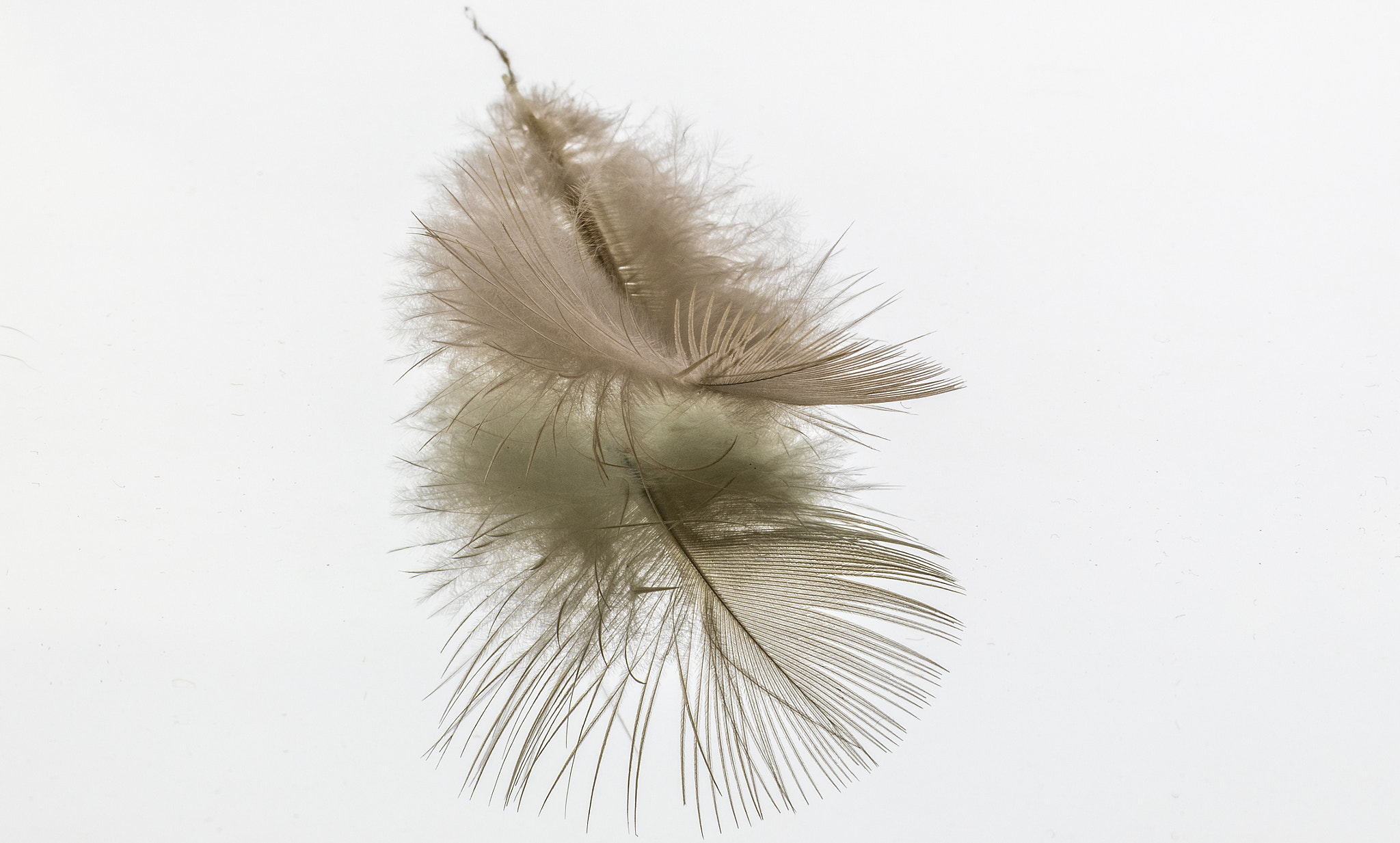Canon EF 100mm F2.8L Macro IS USM sample photo. Feather on mirror photography