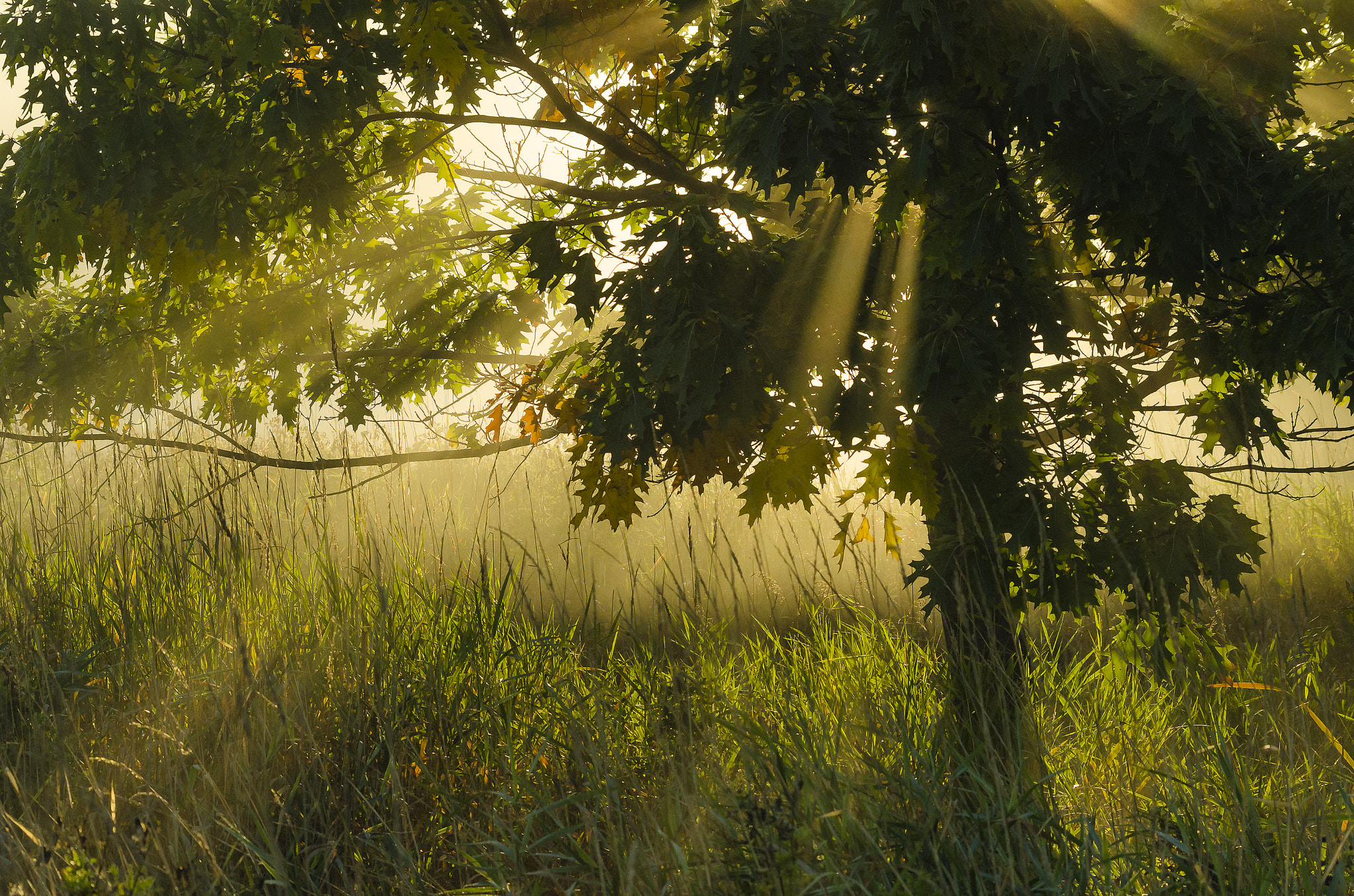 Nikon D7000 + Sigma 70-300mm F4-5.6 DG Macro sample photo. Morning's fog photography