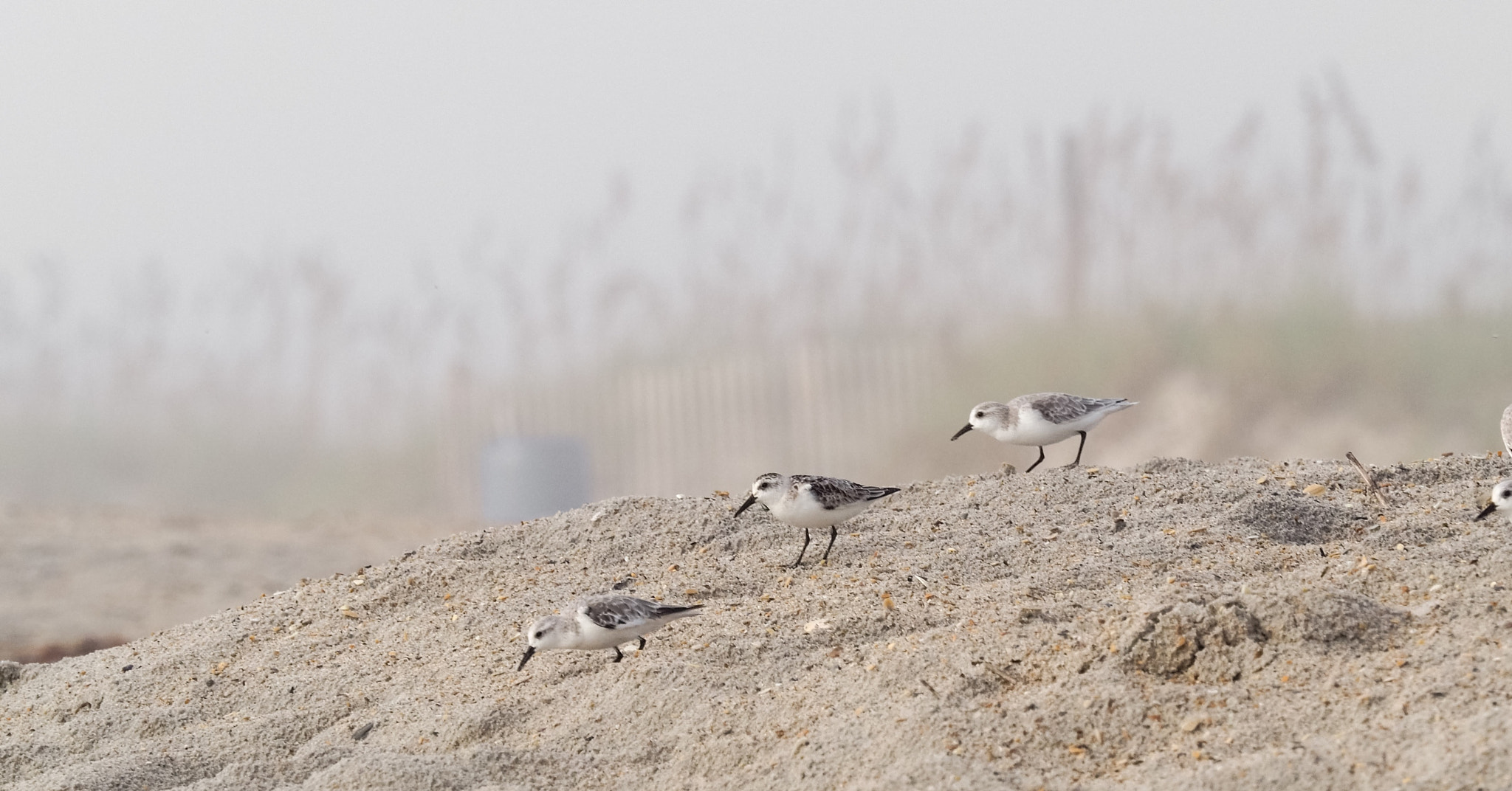 Olympus OM-D E-M5 II sample photo. Sanderlings nc photography