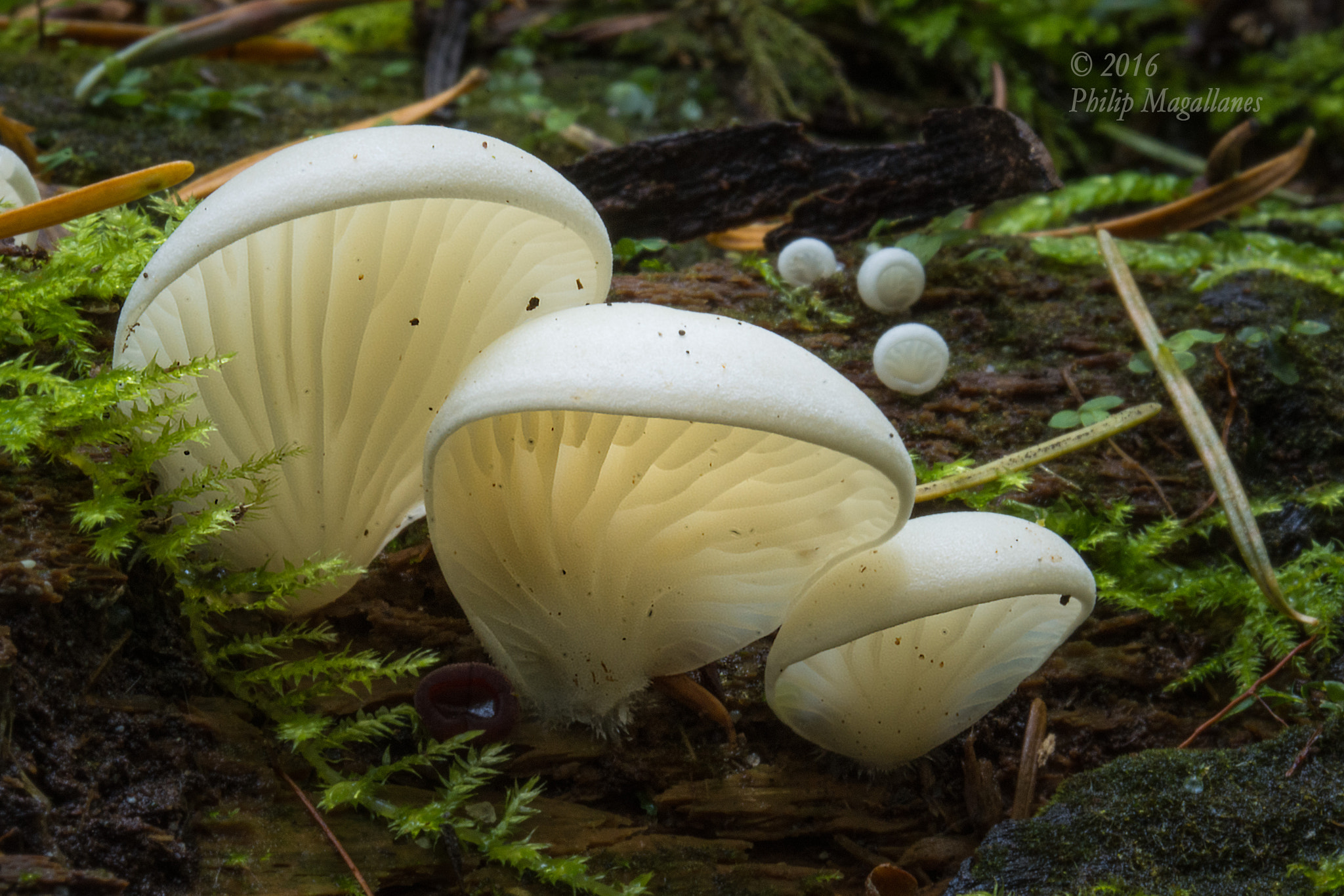Nikon D7200 sample photo. Three oyster mushrooms photography