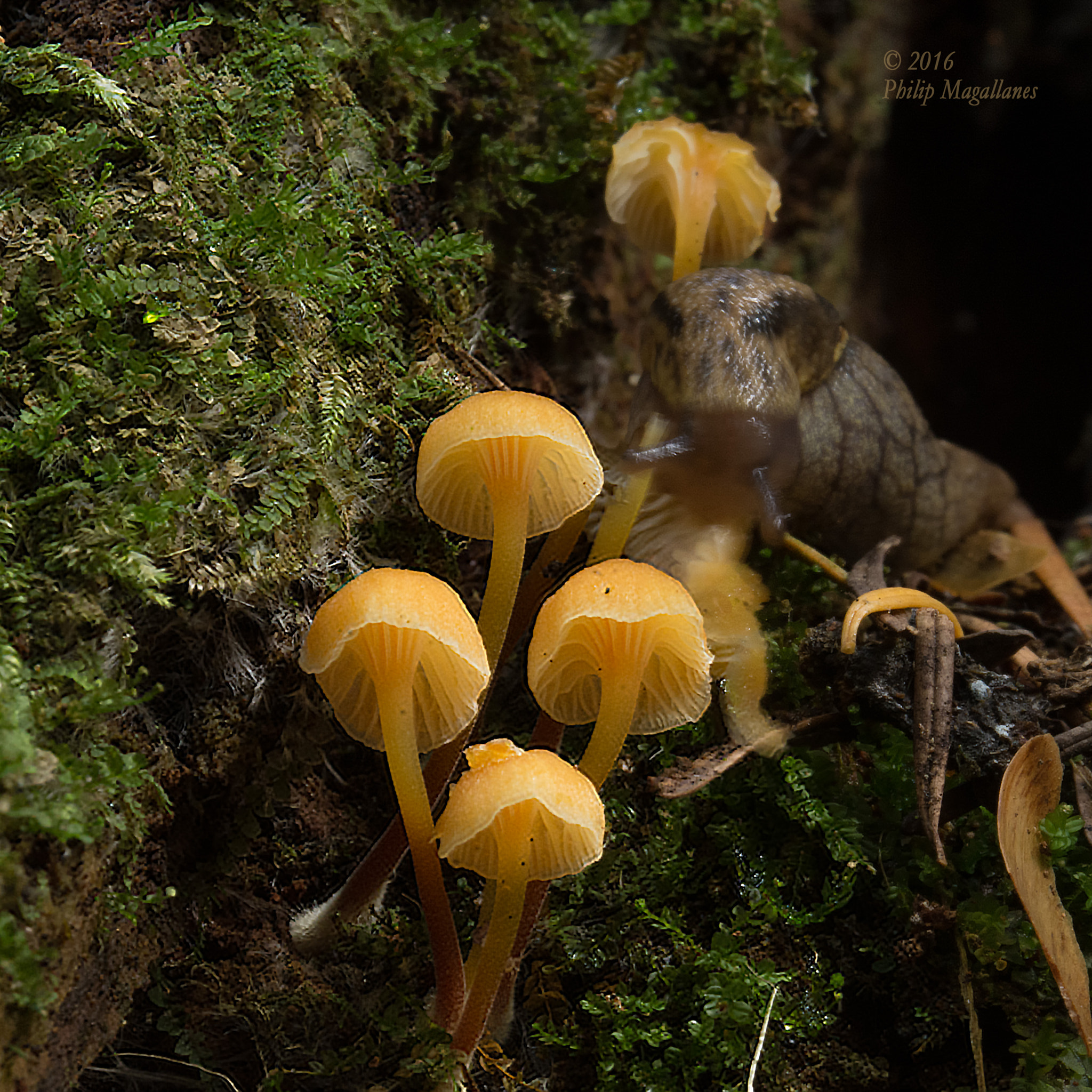Nikon D7200 sample photo. Tiny orange mushrooms and slug photography