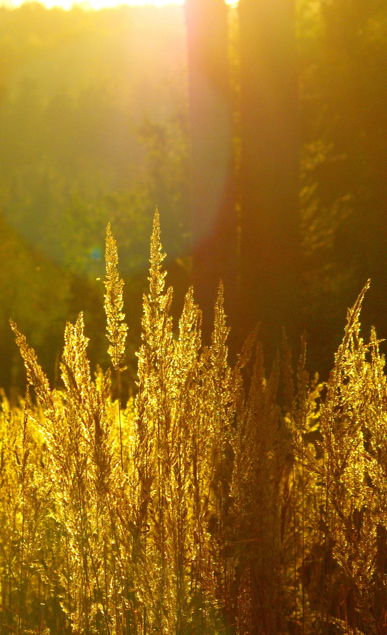 Pentax K-5 sample photo. Bright grasses in the autumn forest photography