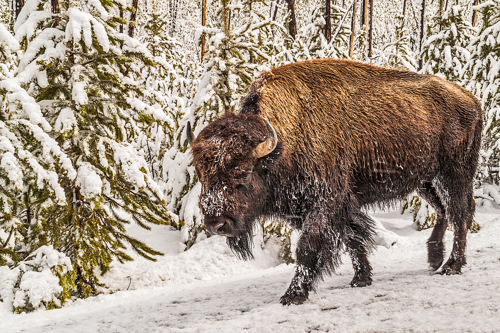 KONICA MINOLTA MAXXUM 7D sample photo. Scary bison (bison bison) photography