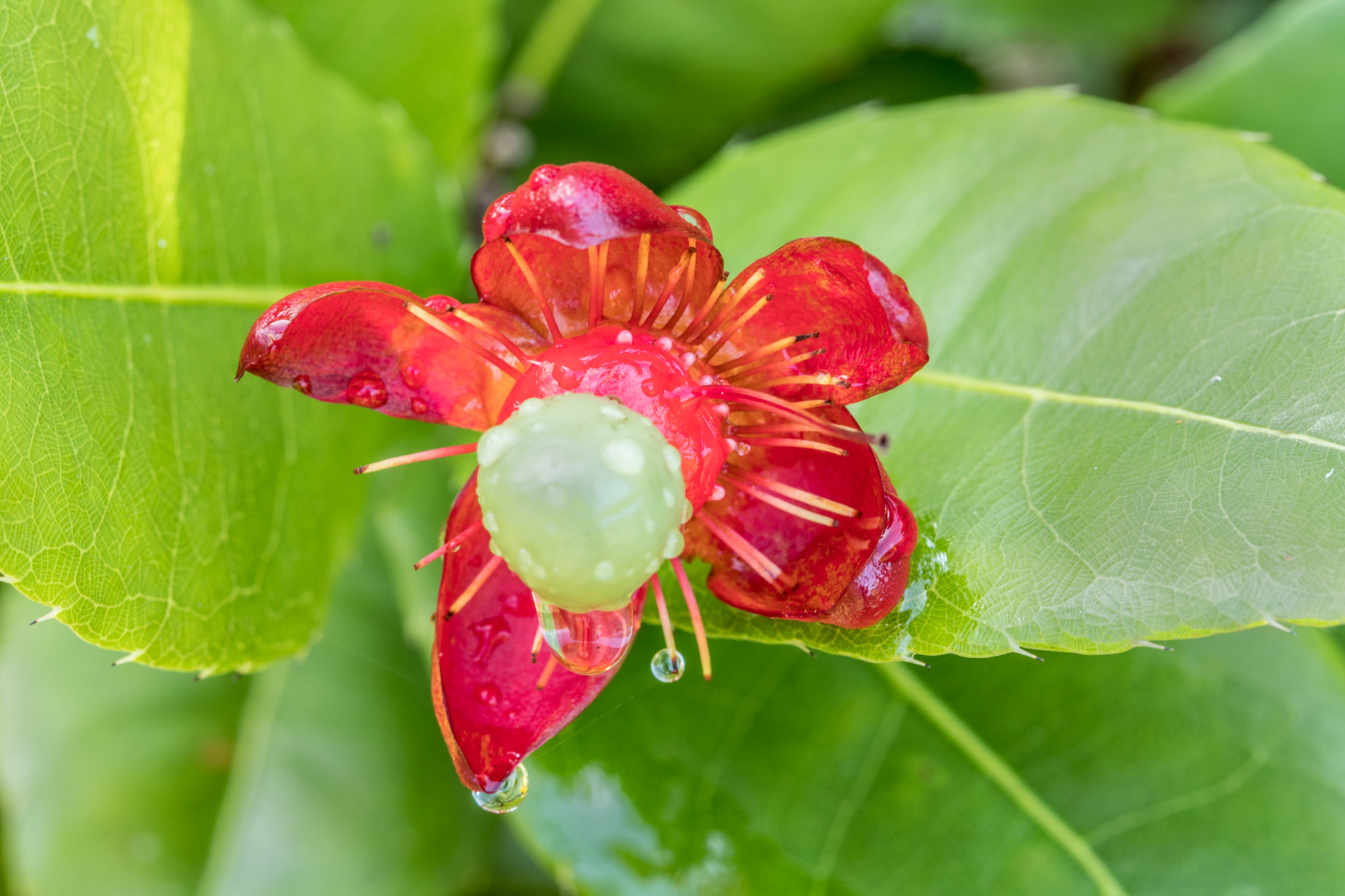 Canon EOS 80D sample photo. Flowers and dew photography