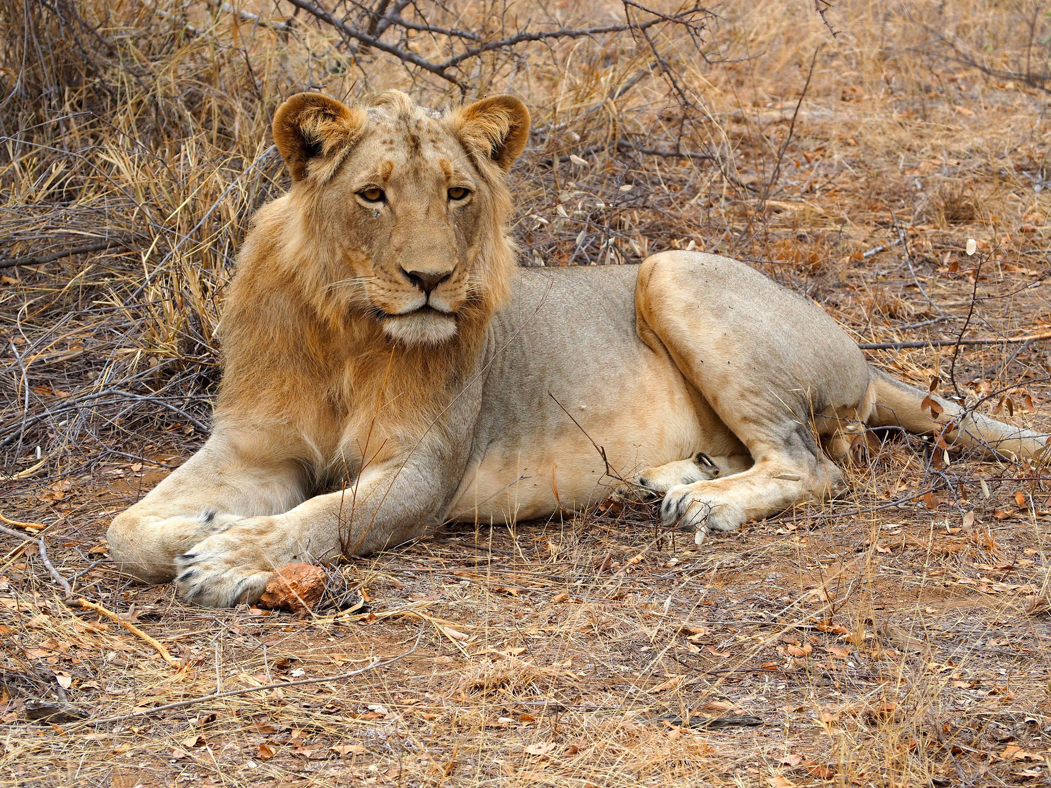 Olympus OM-D E-M5 II sample photo. Majestic photography