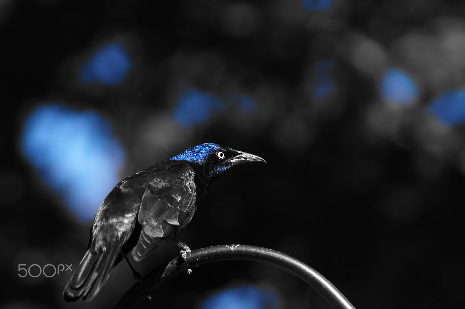 Sony 75-300mm F4.5-5.6 sample photo. Black and blue photography