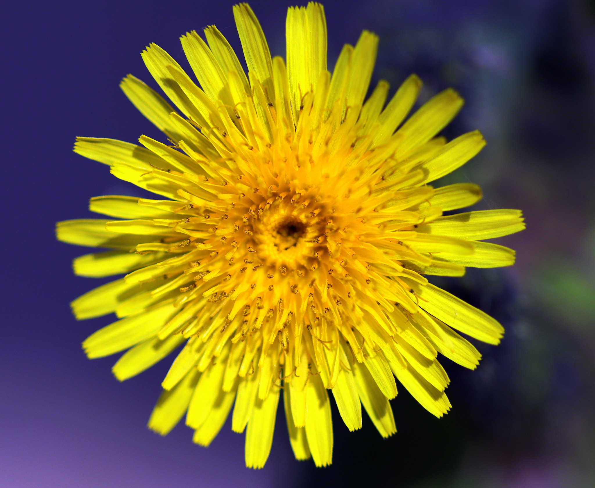 Canon EF 100mm F2.8 Macro USM sample photo. Yellow weed flower photography