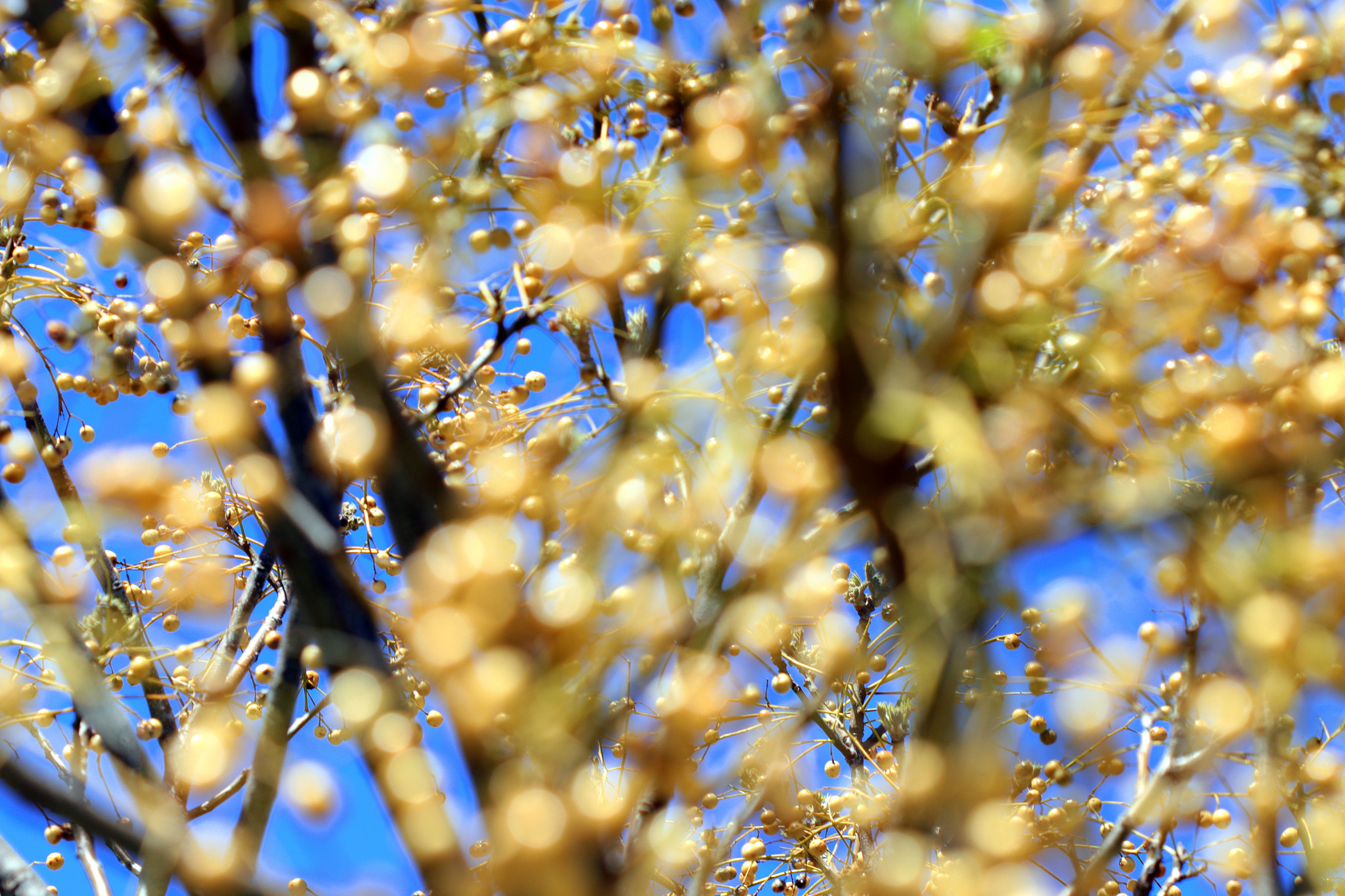 Canon EF 100mm F2.8 Macro USM sample photo. Berries - foreground bokeh photography