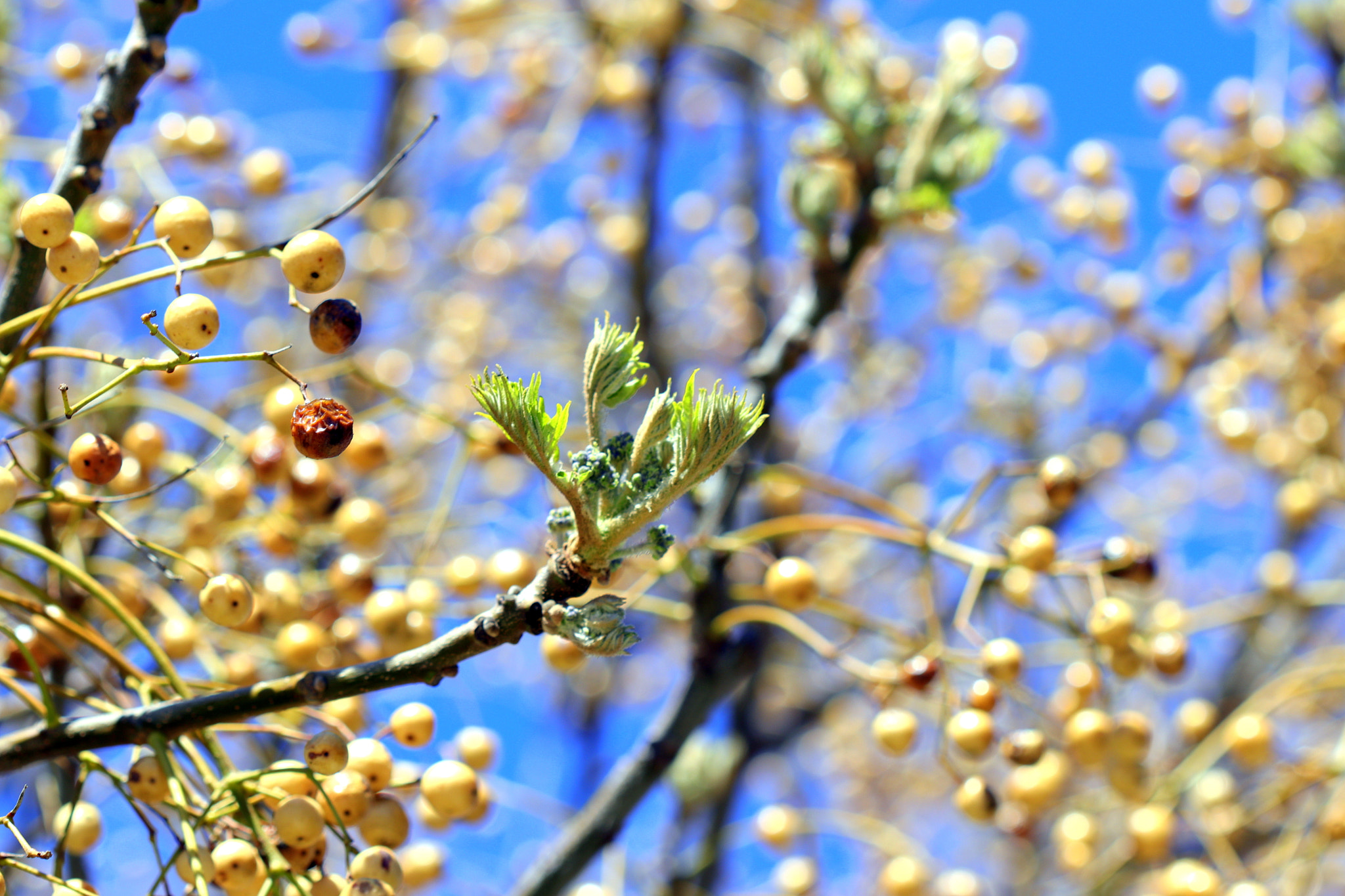 Canon EF 100mm F2.8 Macro USM sample photo. Berries - background bokeh photography