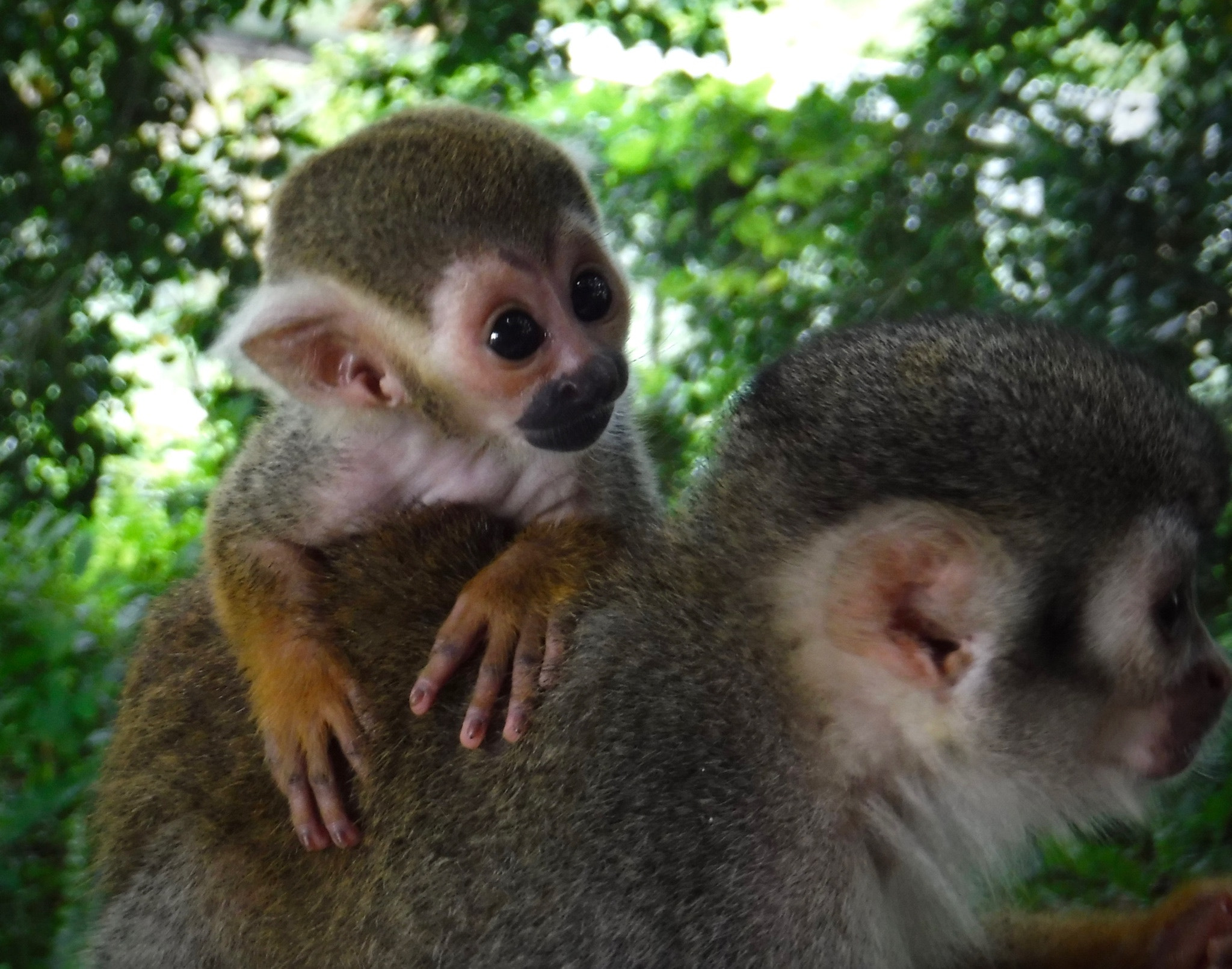 Fujifilm FinePix XP90 XP91 XP95 sample photo. Piggy back. photography