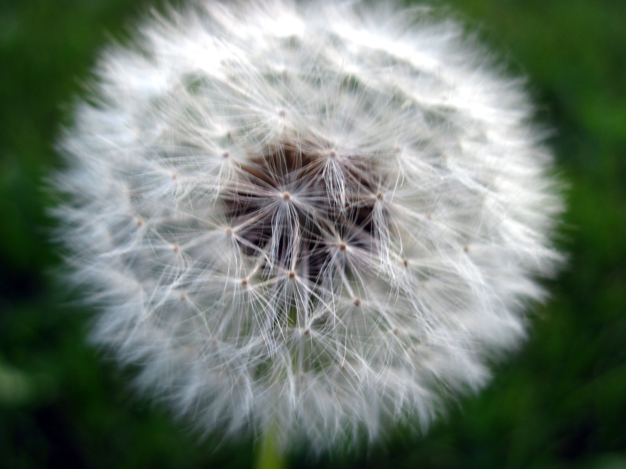 Canon PowerShot A1100 IS sample photo. Dandelion fluff photography