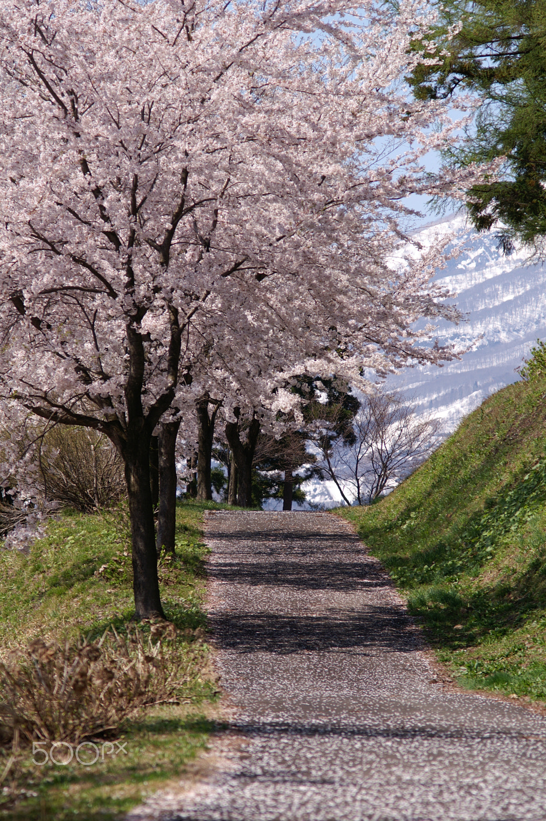 KONICA MINOLTA ALPHA-7 DIGITAL sample photo. Cherry blossoms 3 photography