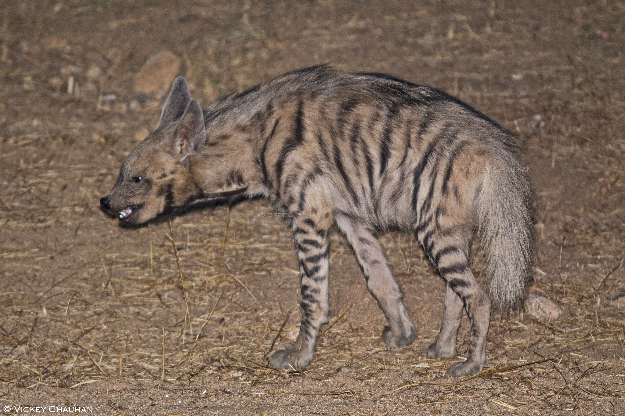 Canon EOS 70D + Canon EF 300mm F4L IS USM sample photo. Striped hyena photography