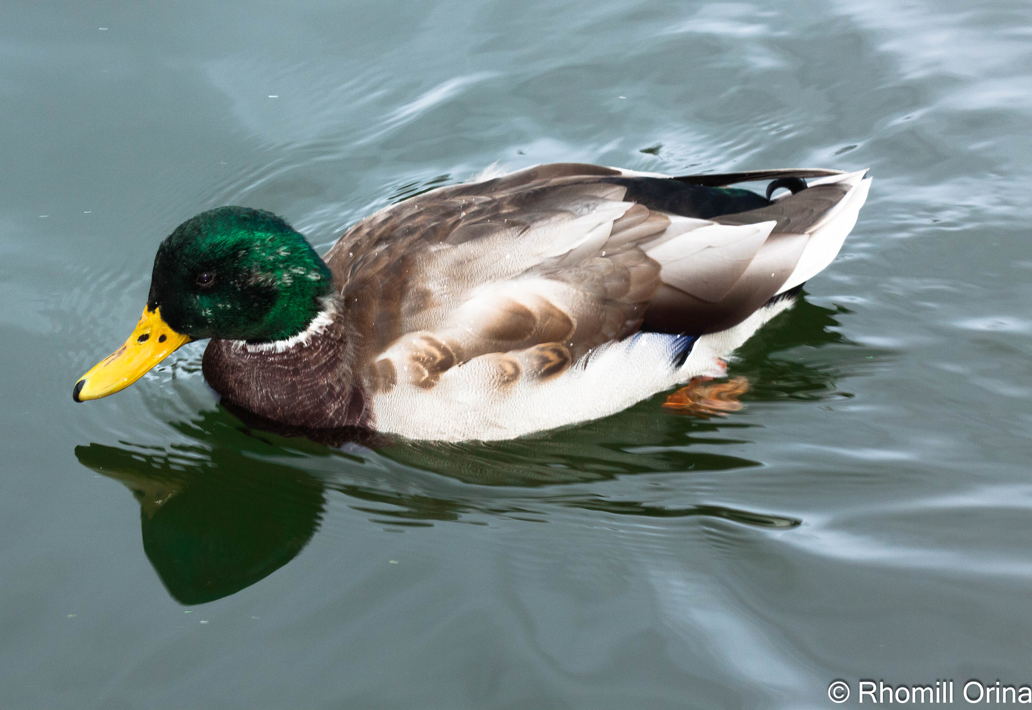 Canon EF 100mm F2.8 Macro USM sample photo. Duck photography