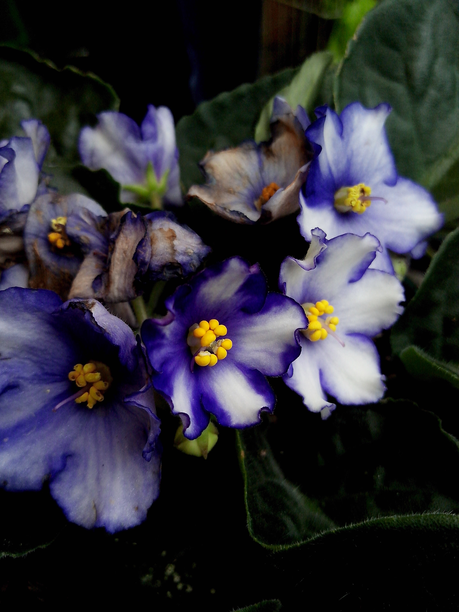 Motorola RAZR D3 sample photo. Las hermosas flores violeta photography
