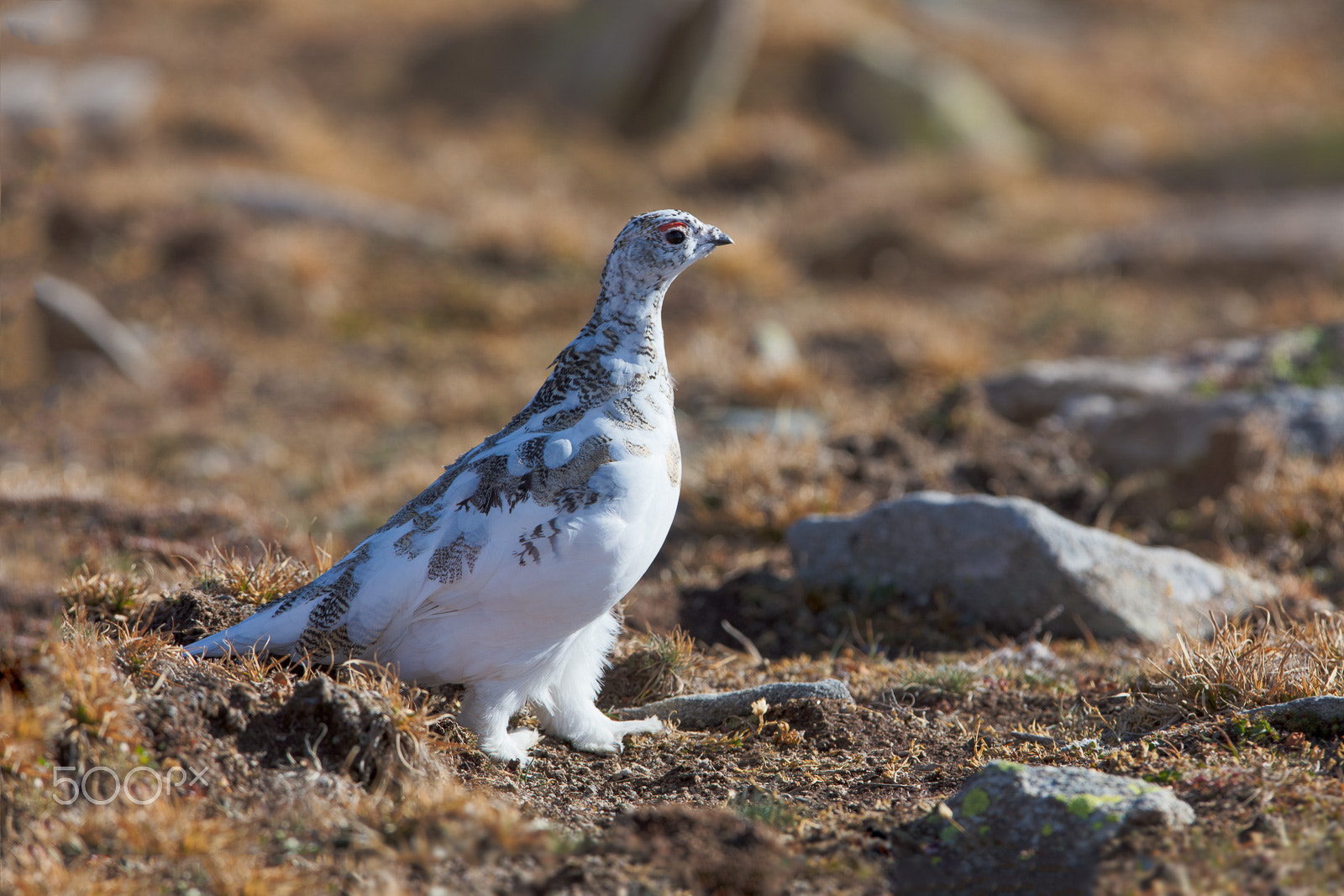 Canon EF 300mm F2.8L IS USM sample photo. Rock ptarmigan photography