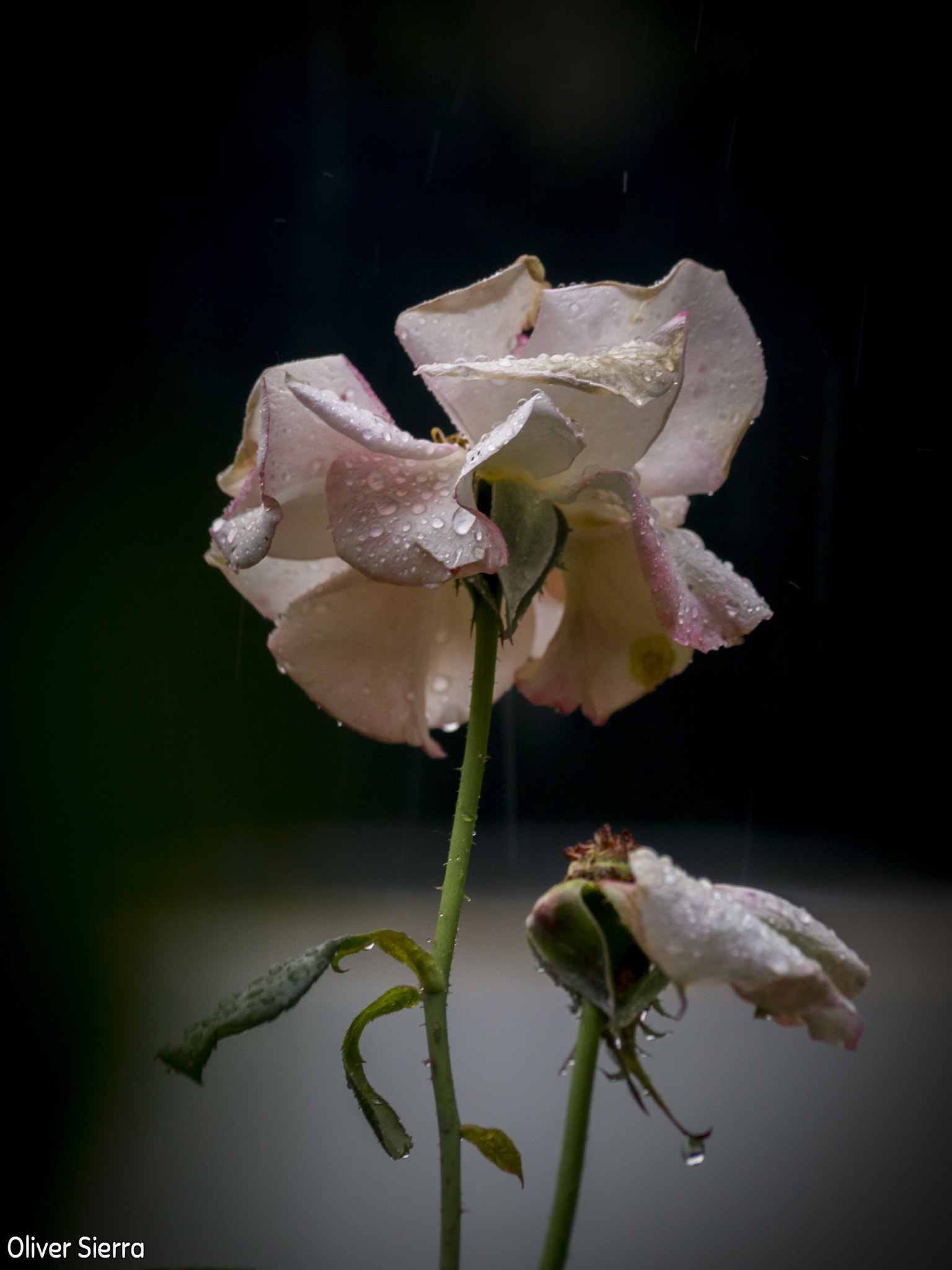 Sony SLT-A58 + Sony DT 55-200mm F4-5.6 SAM sample photo. Rosa photography