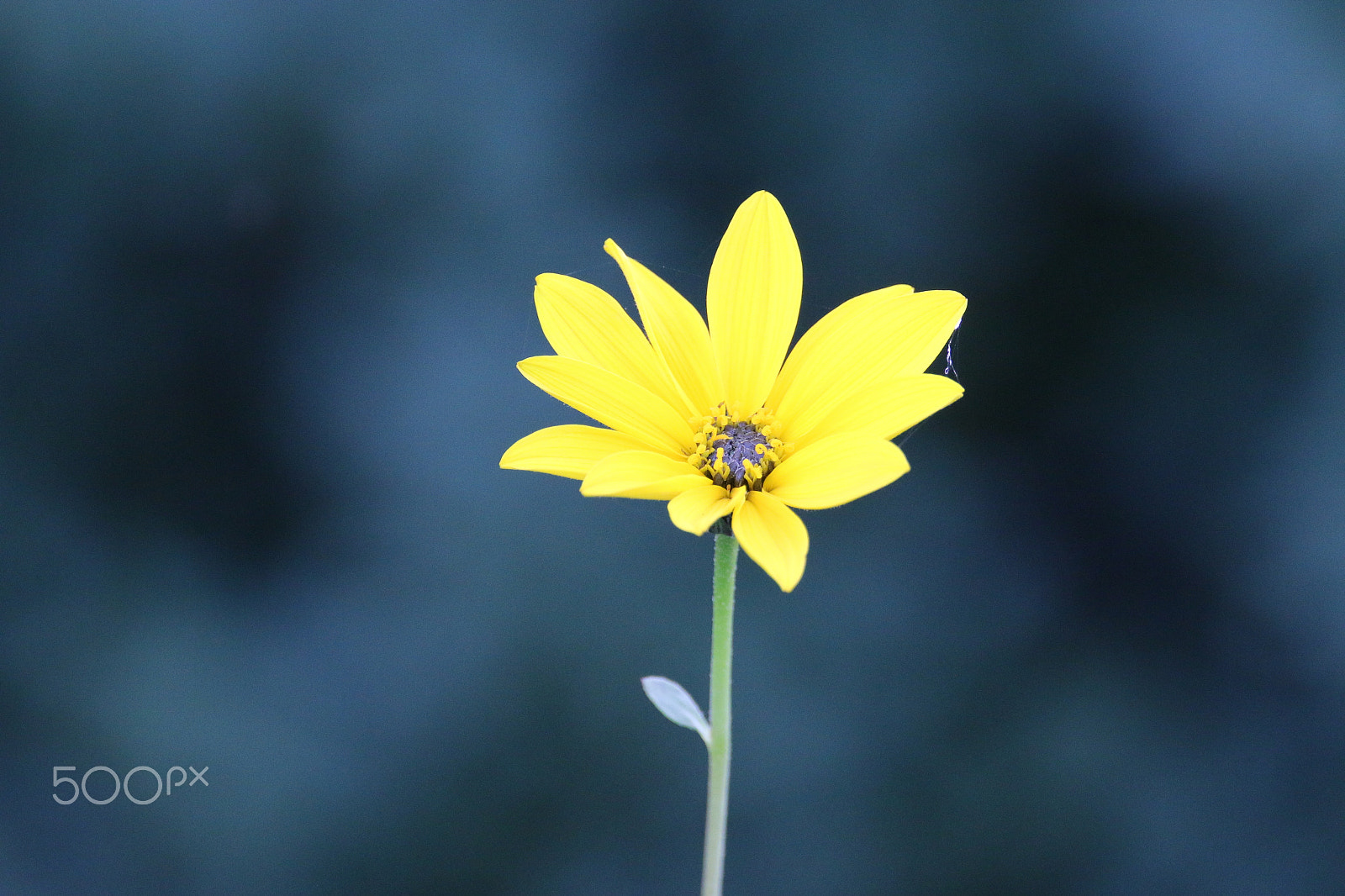 Sigma 150-600mm F5-6.3 DG OS HSM | C sample photo. Yellow photography