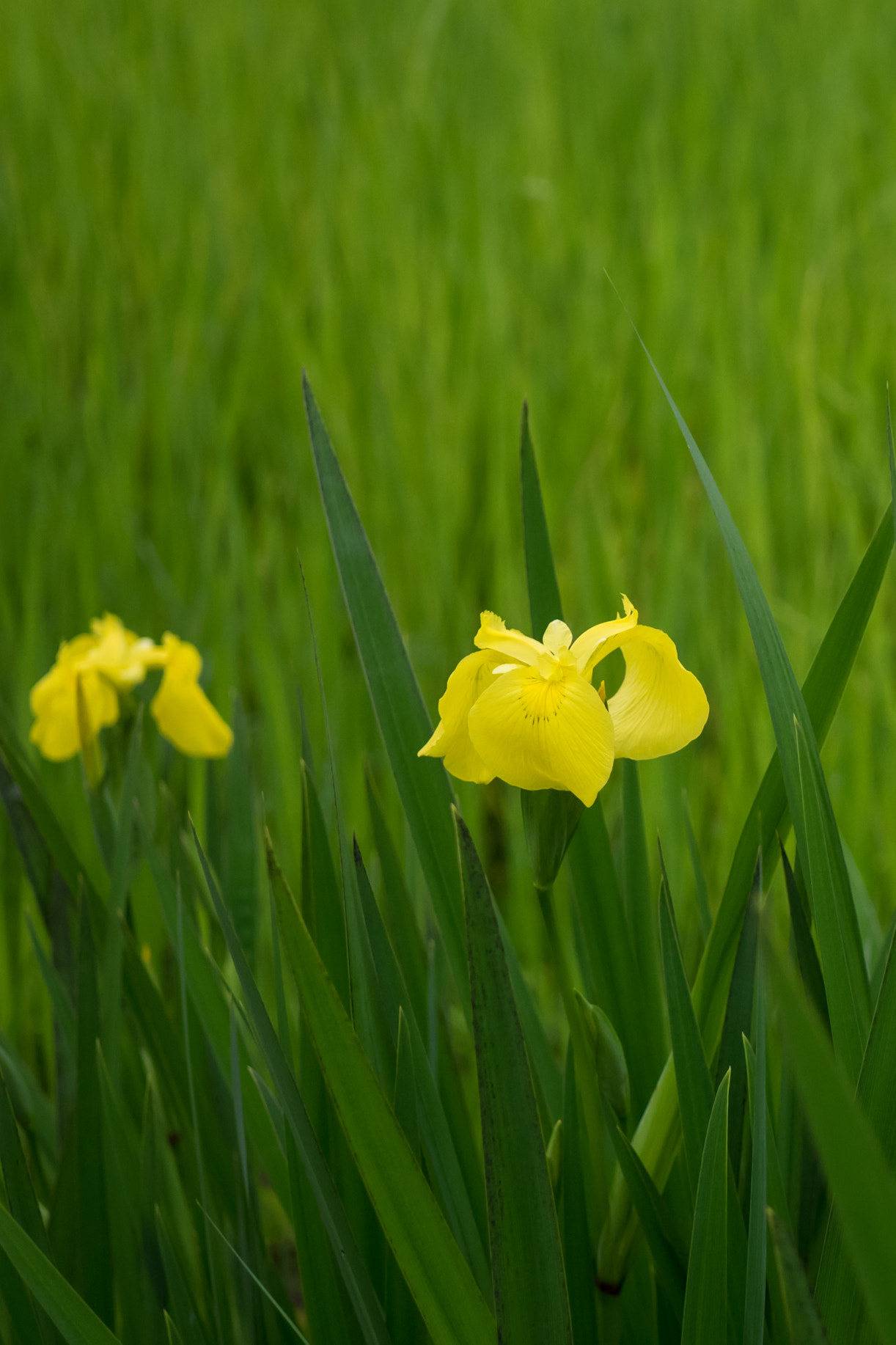 Sigma 30mm F2.8 DN Art sample photo
