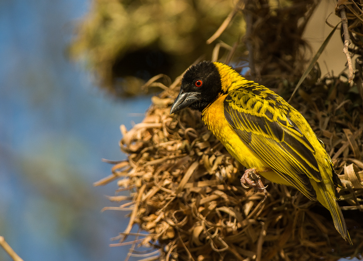Nikon AF-S Nikkor 200-400mm F4G ED-IF VR sample photo. Village weaver photography