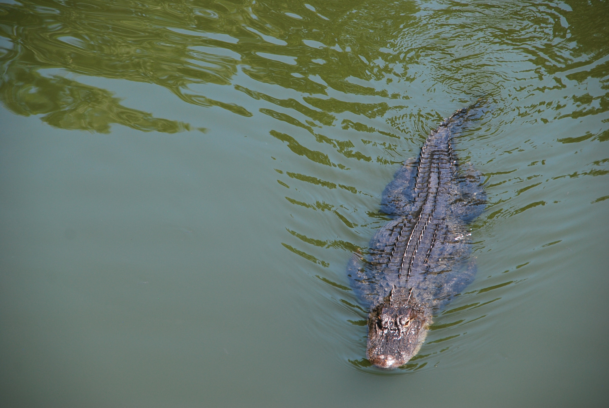 Sigma 18-200mm F3.5-6.3 DC sample photo. Wonderful wonders photography