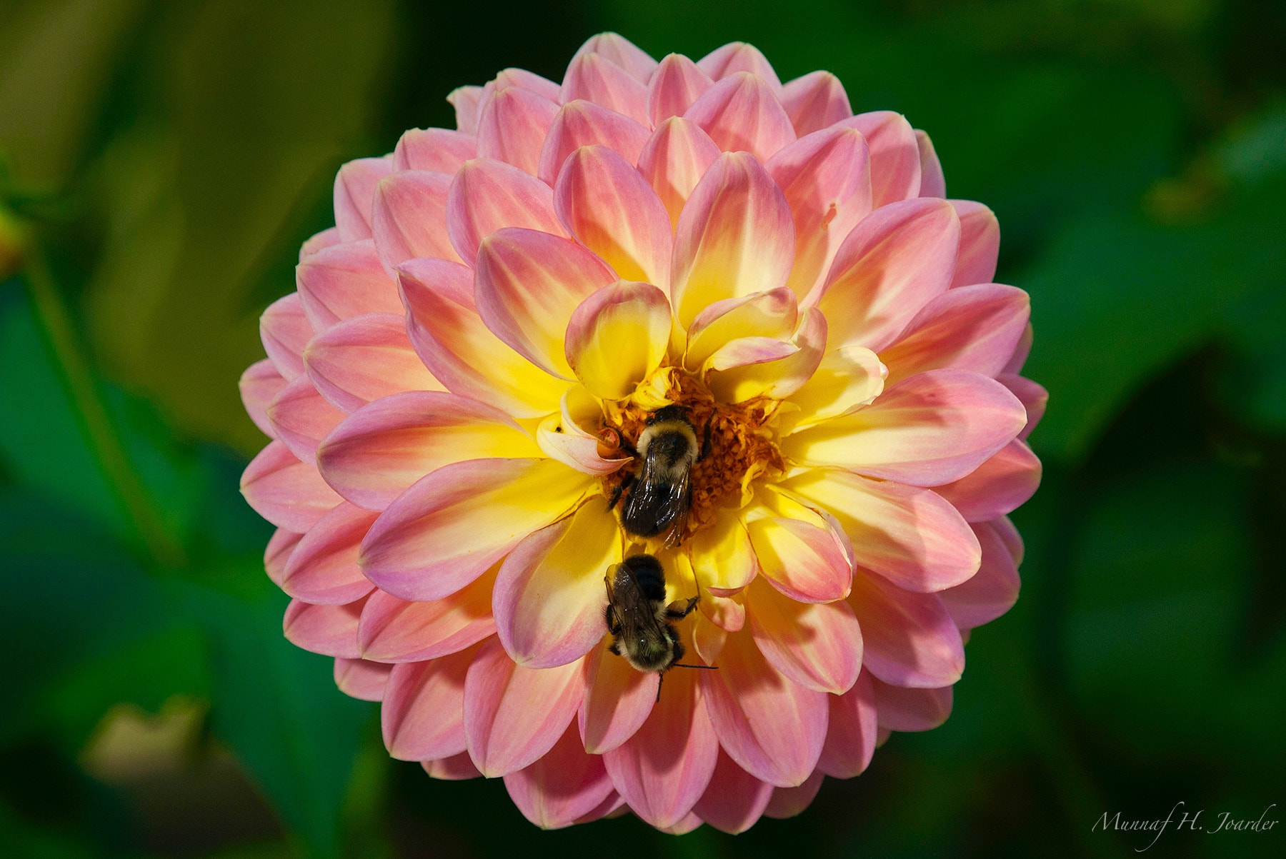 Nikon AF-S Nikkor 200-500mm F5.6E ED VR sample photo