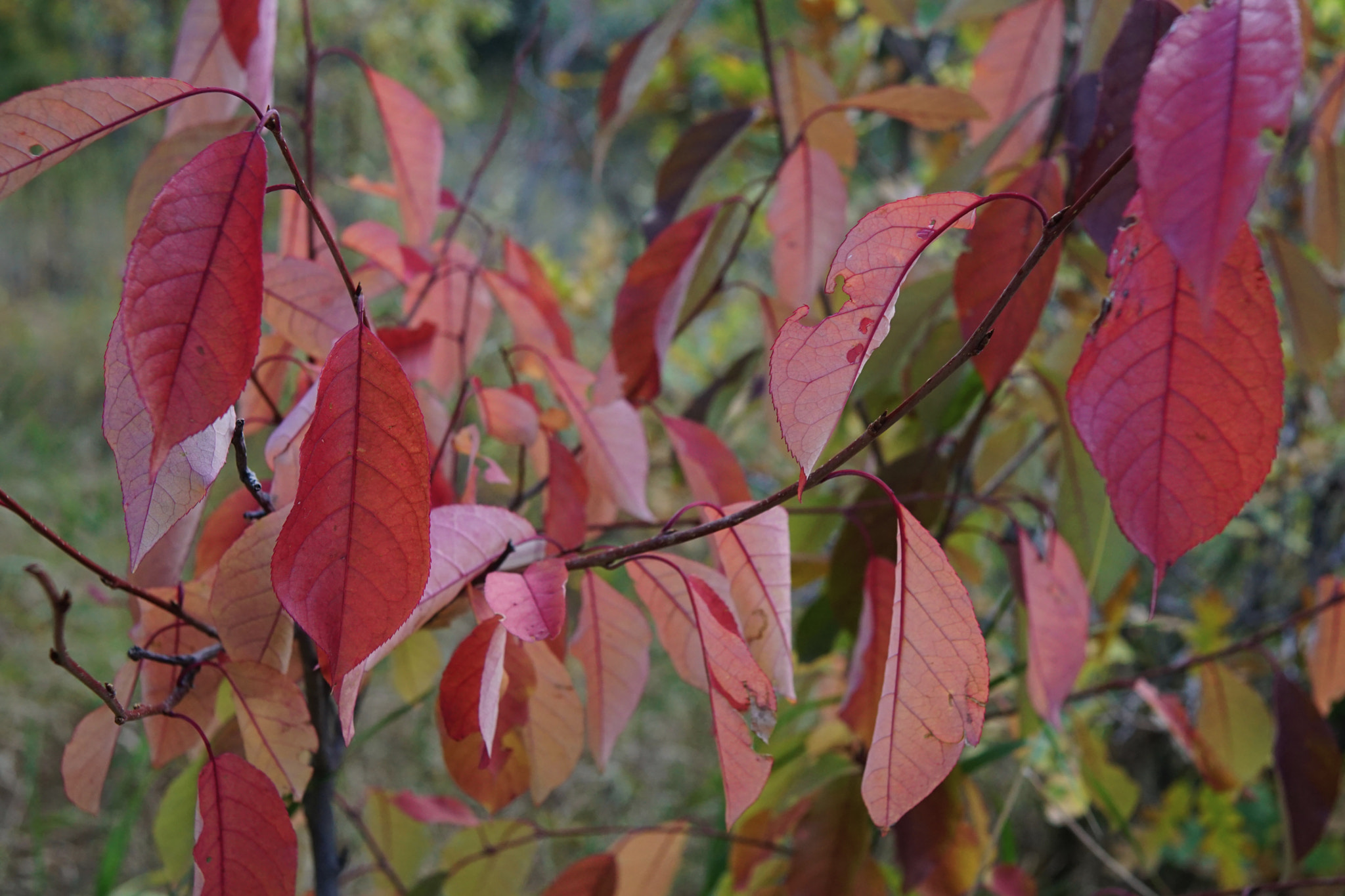 Sony 28mm F2.8 sample photo. Plantscapes - the mobile (after calder) photography