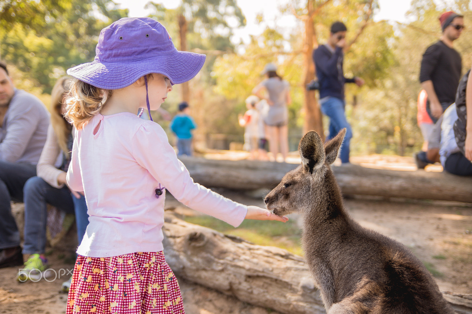 Sony SLT-A77 sample photo. Kangaroo and girl photography