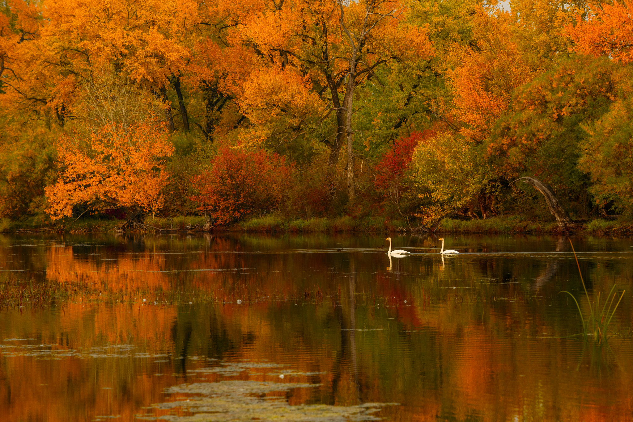 AF-S Zoom-Nikkor 80-200mm f/2.8D IF-ED sample photo. Autumn mongolia photography