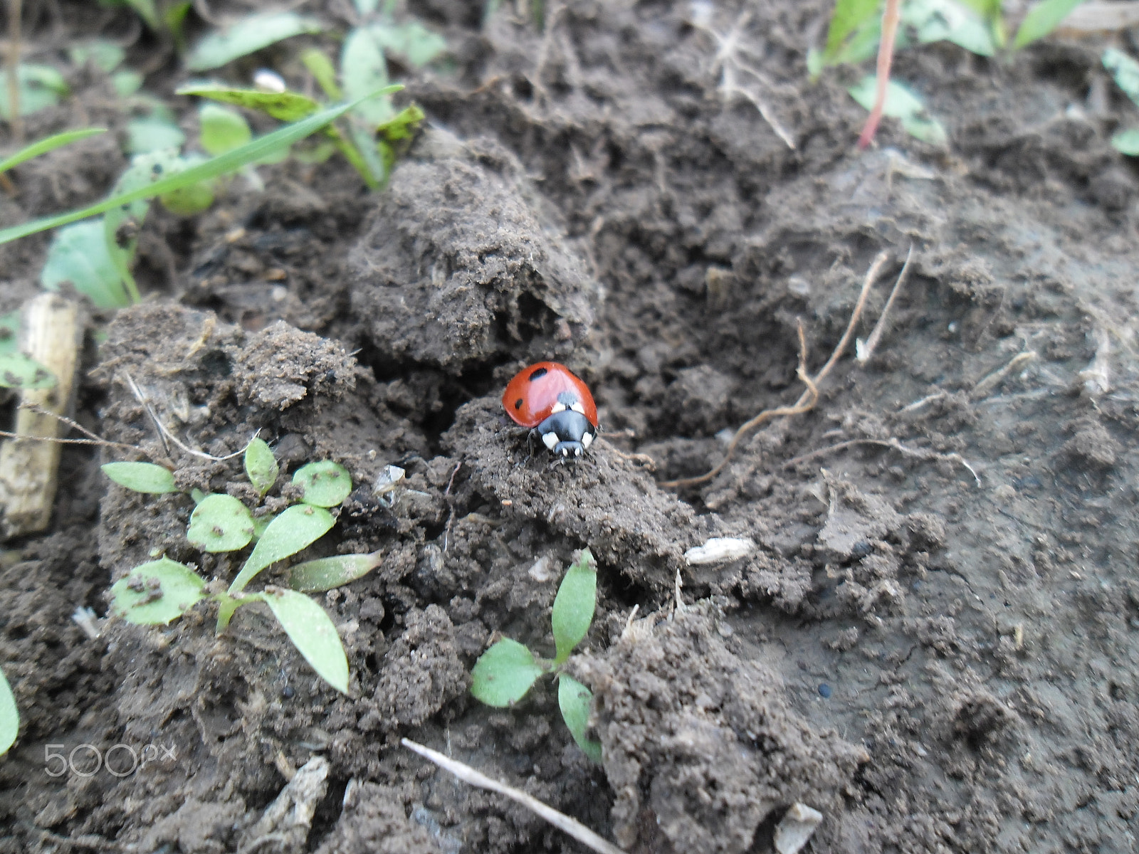 Samsung ES90/ ES91 sample photo. Божьи коровки (лат. coccinellidae) photography