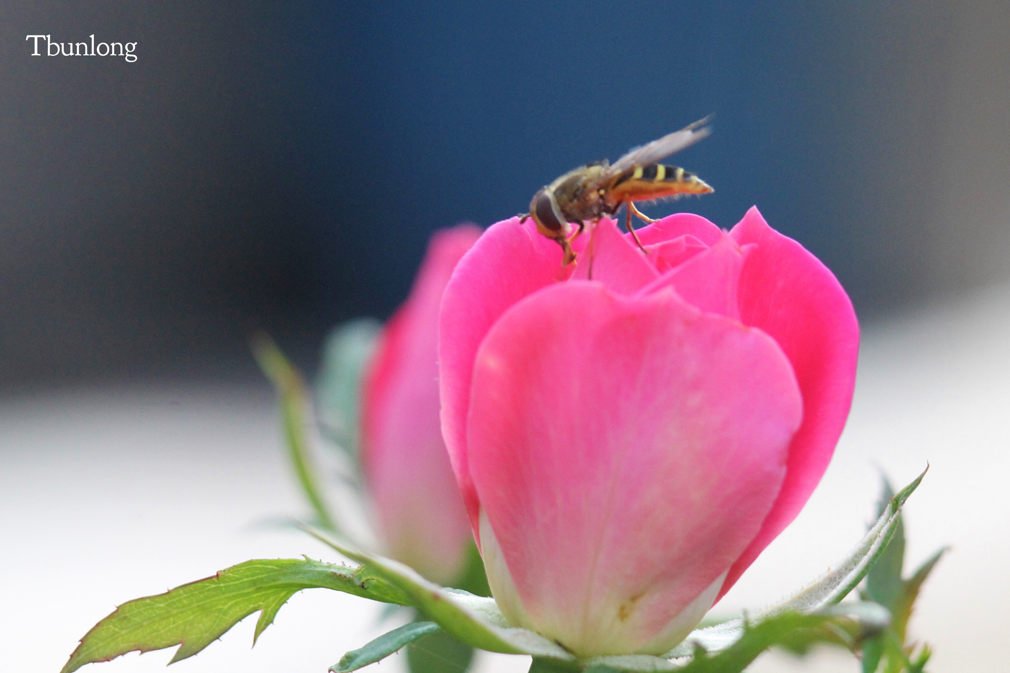 Canon EF75-300mm f/4-5.6 sample photo. Insect ! photography