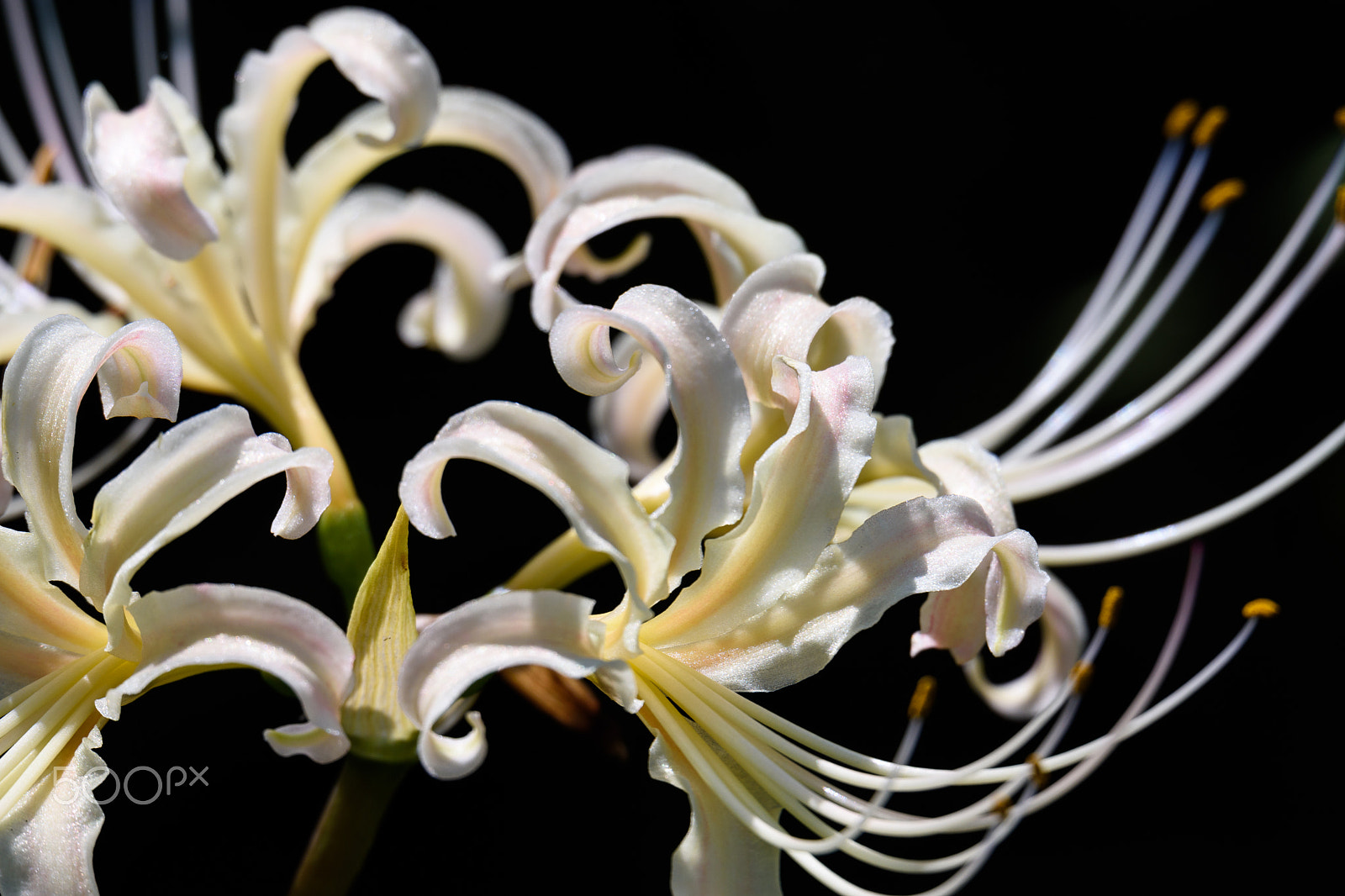Sigma 150-600mm F5-6.3 DG OS HSM | S sample photo. White lycoris photography