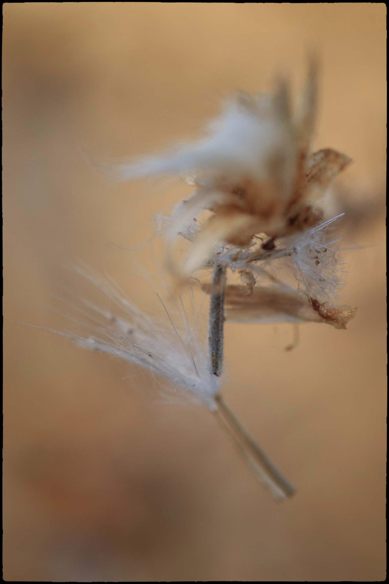 Sigma 50mm f/1.4 EX DG HSM + 1.4x sample photo. Nature photography