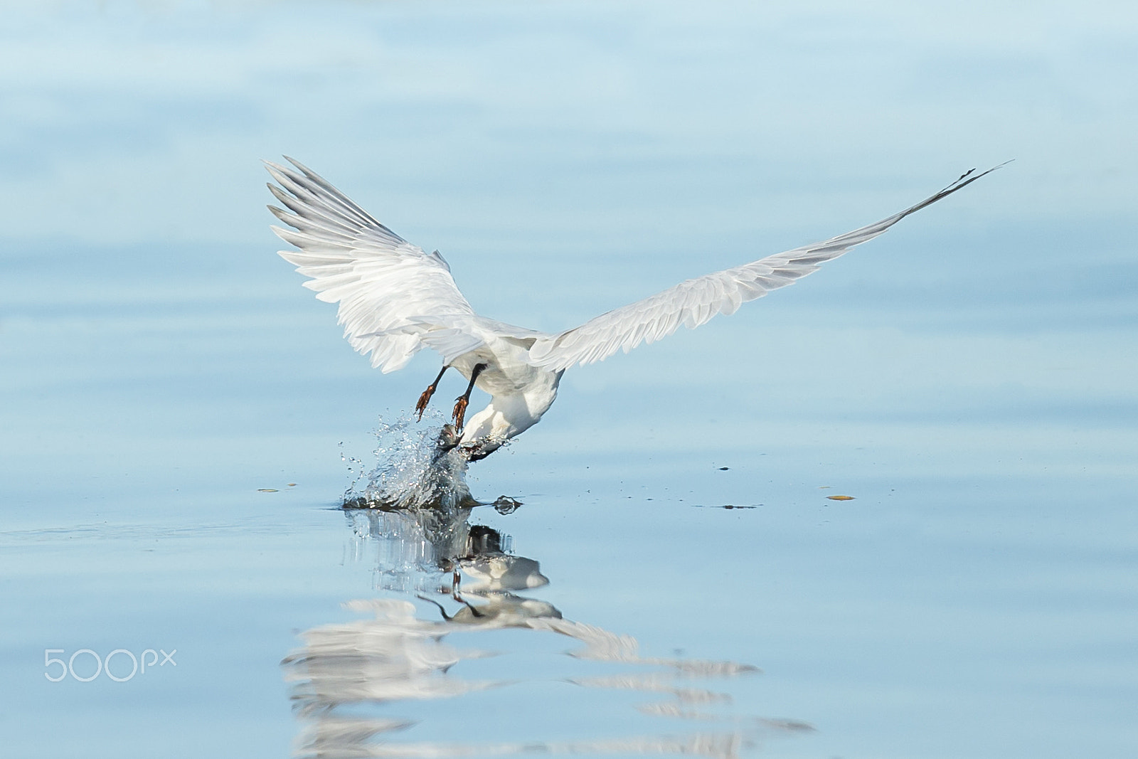 Canon EF 300mm F2.8L IS II USM sample photo. Tern fishing areobatics photography