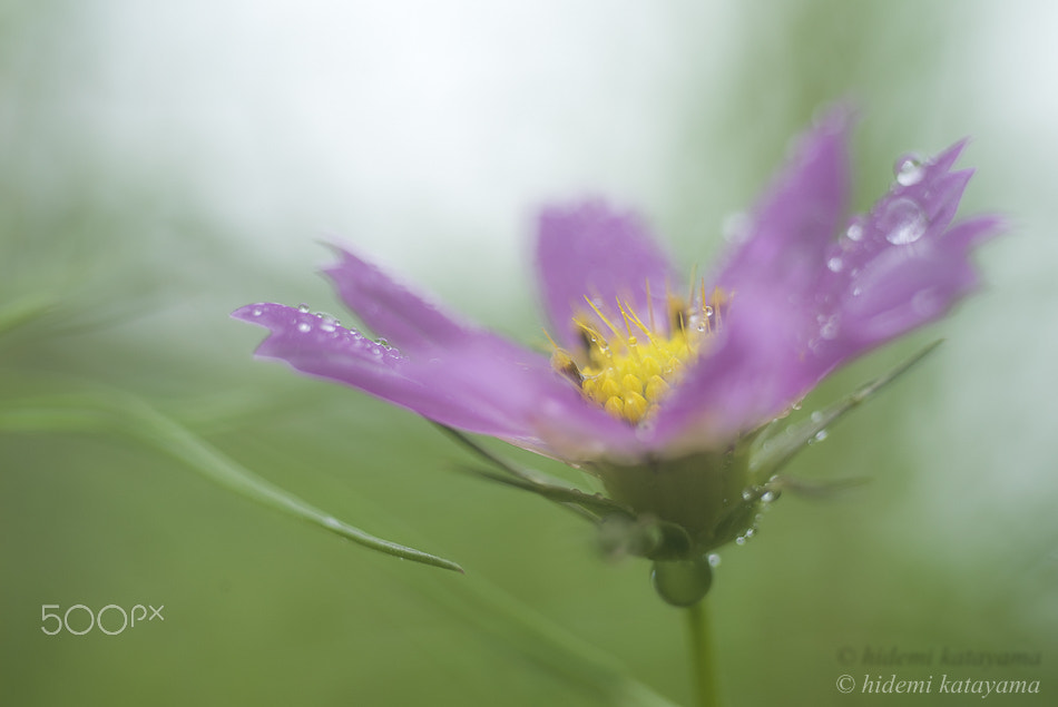 Minolta AF 50mm F3.5 Macro sample photo. Wet with rain photography
