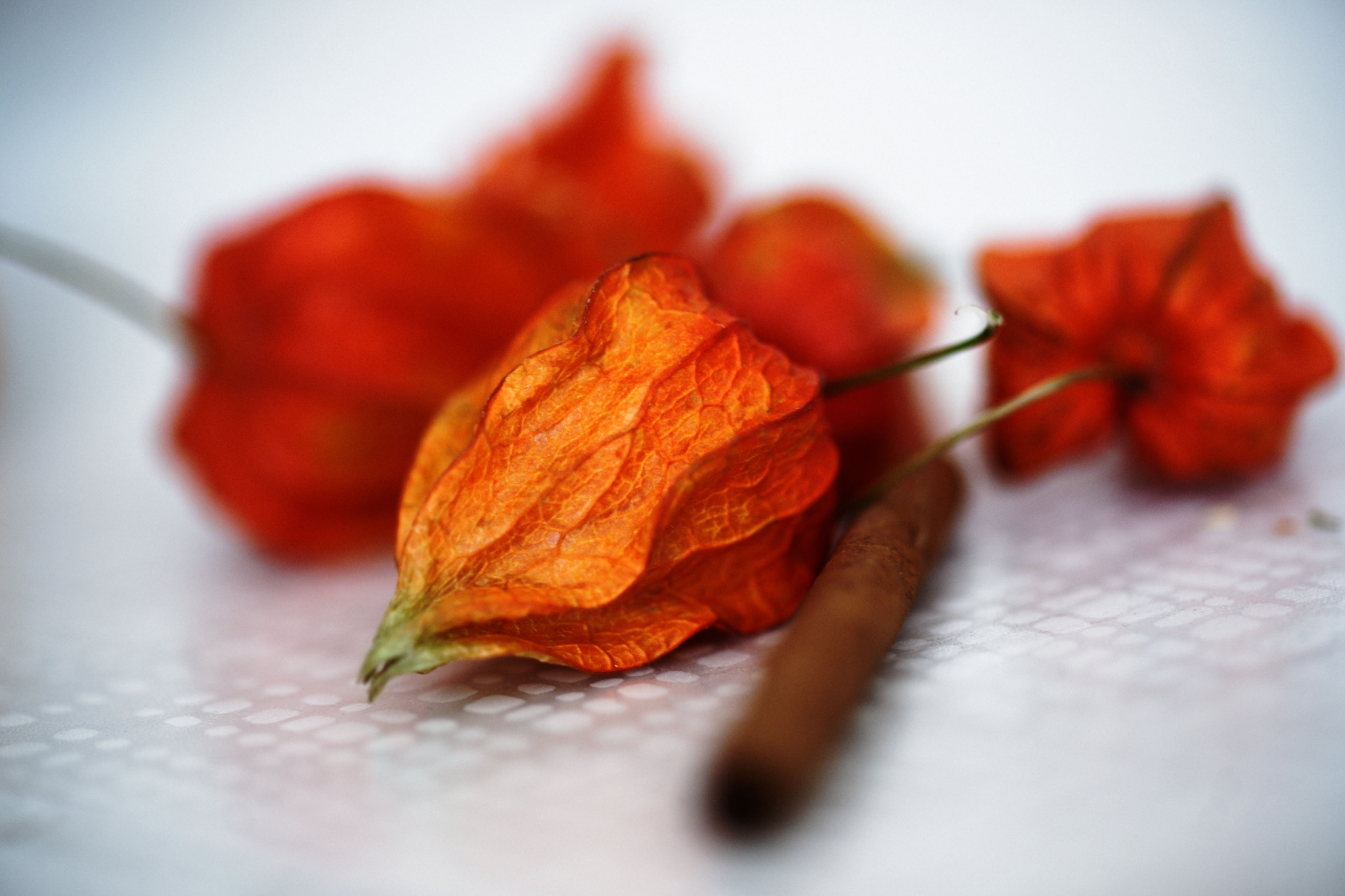 Sony Alpha DSLR-A900 + Sony 100mm F2.8 Macro sample photo. Red and brown photography