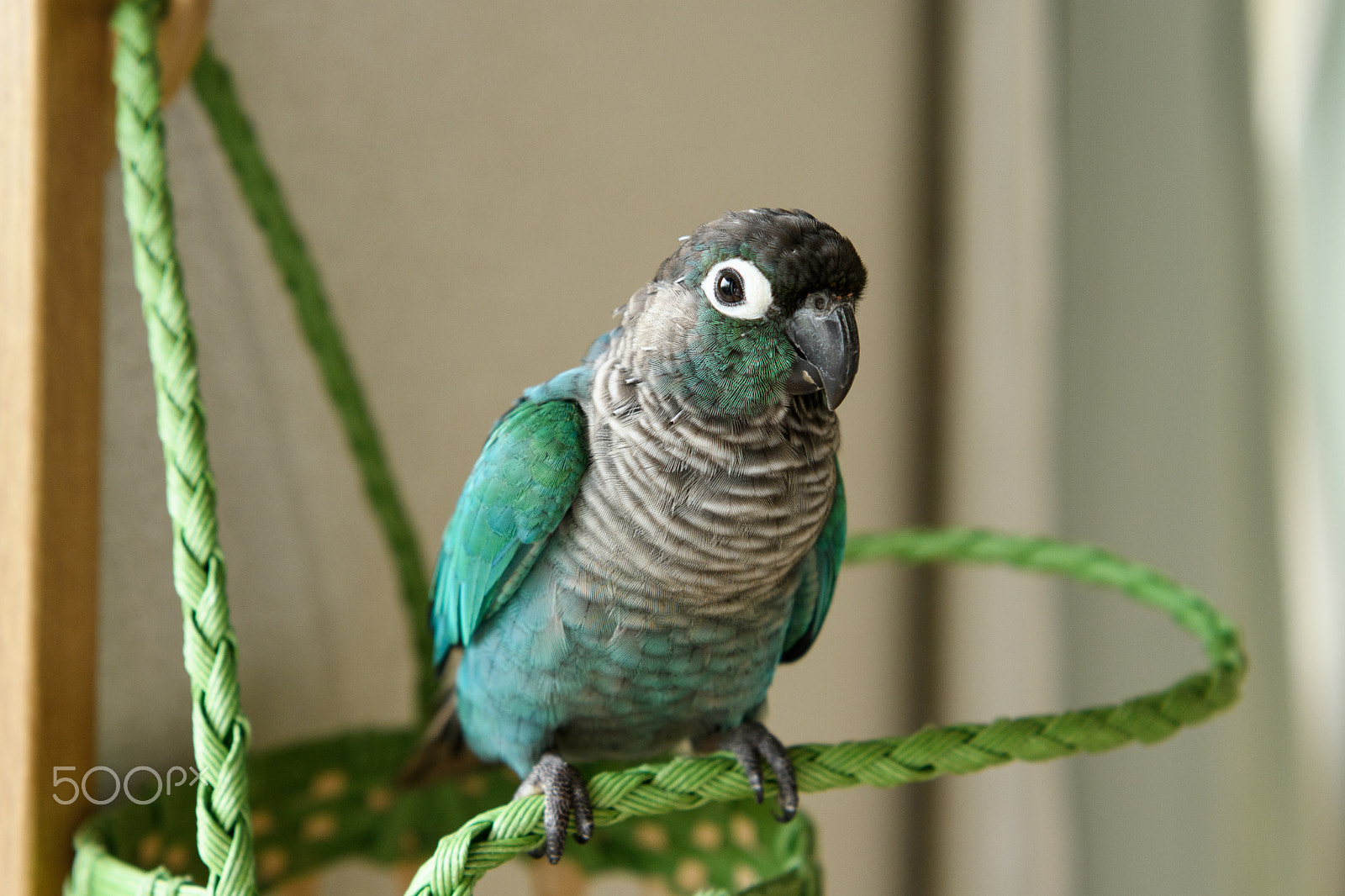Nikon AF-S Nikkor 24-70mm F2.8E ED VR sample photo. Green-cheeked parakeet rin-chan photography