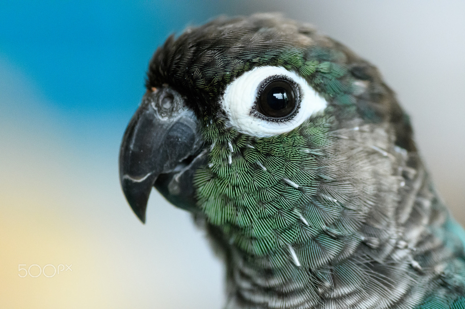 Nikon D500 sample photo. Green-cheeked parakeet rin-chan photography
