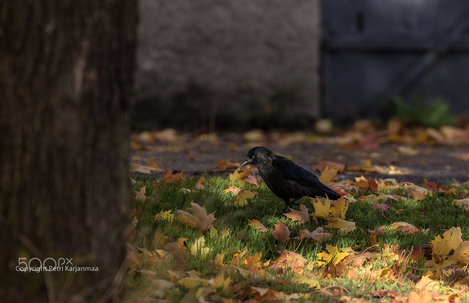 Canon EF 300mm f/2.8L + 1.4x sample photo. Colors of autumn photography